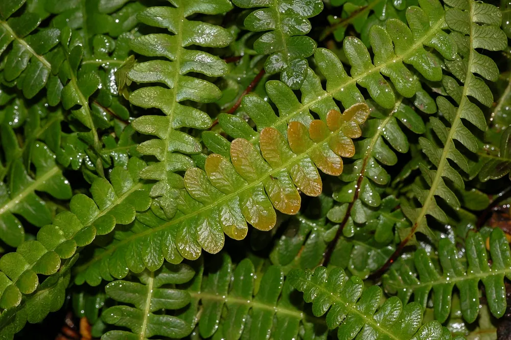 Alpine Water Fern (Blechnum Penna-Marina) — well-draining soil and a cool position away from strong winds