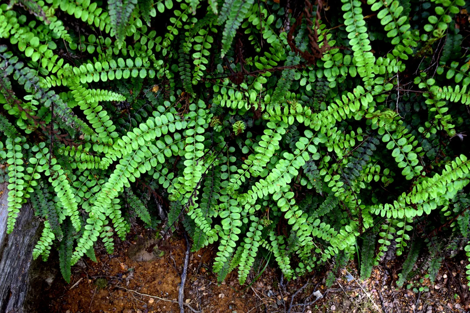 Alpine Water Fern (Blechnum Penna-Marina) — fern / ground cover for deep shade or half or shade; it is generally pest and disease-resistant, image 48