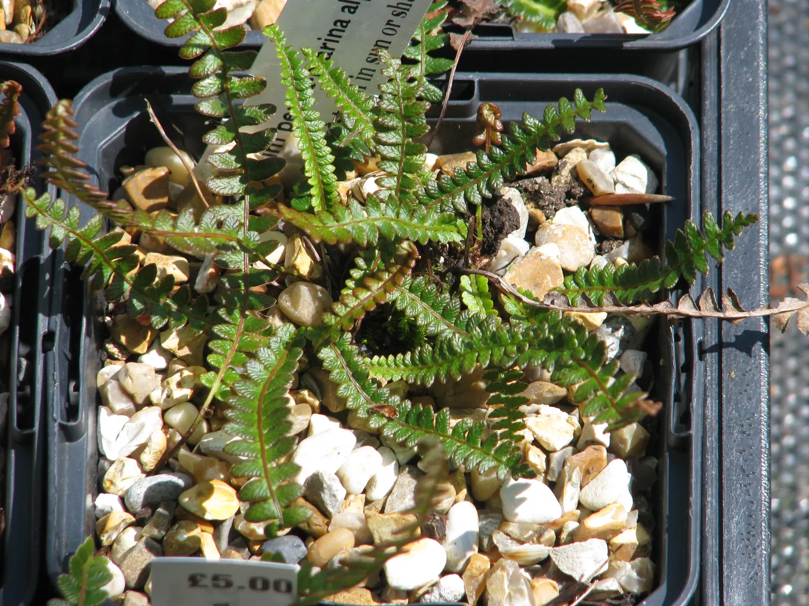 Alpine Water Fern (Blechnum Penna-Marina) — Ideal for zone 7-9, it thrives in partial to full shade with moist, well-drained soil; well-draining, image 50