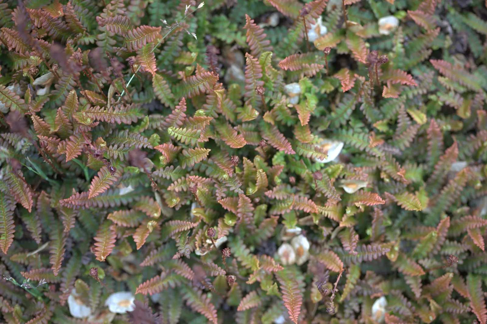 Alpine Water Fern (Blechnum Penna-Marina) — is an evergreen ground cover fern reaching up to 6 inches in height and spreading up to 12 inches, image 33