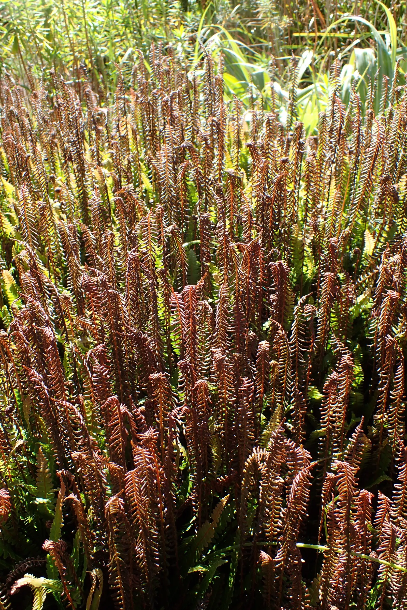 Alpine Water Fern (Blechnum Penna-Marina) — While it prefers partial to full shade, it is remarkably adaptable and can tolerate brief periods of, image 44