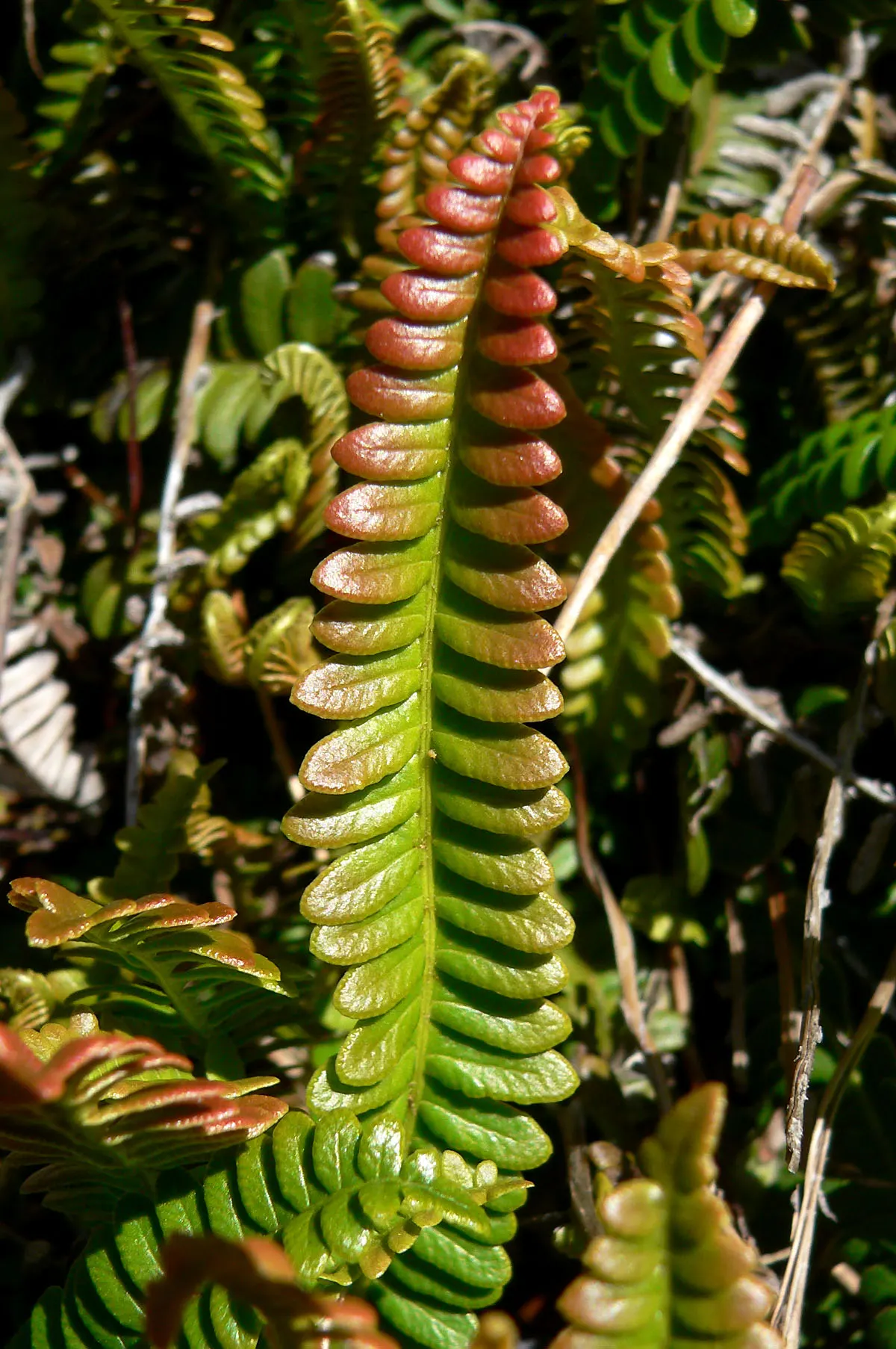 Alpine Water Fern (Blechnum Penna-Marina) — While it prefers partial to full shade, it is remarkably adaptable and can tolerate brief periods of sunlight; is