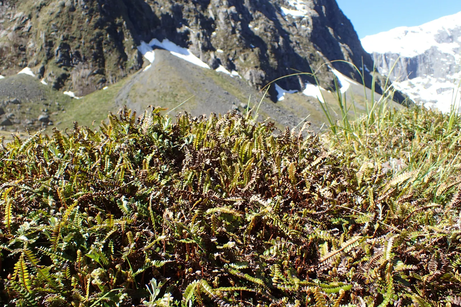 Alpine Water Fern (Blechnum Penna-Marina) — <br><br>Growing to a mature height of approximately 4 to 6 inches with a spread of up to 18 inches; making it a