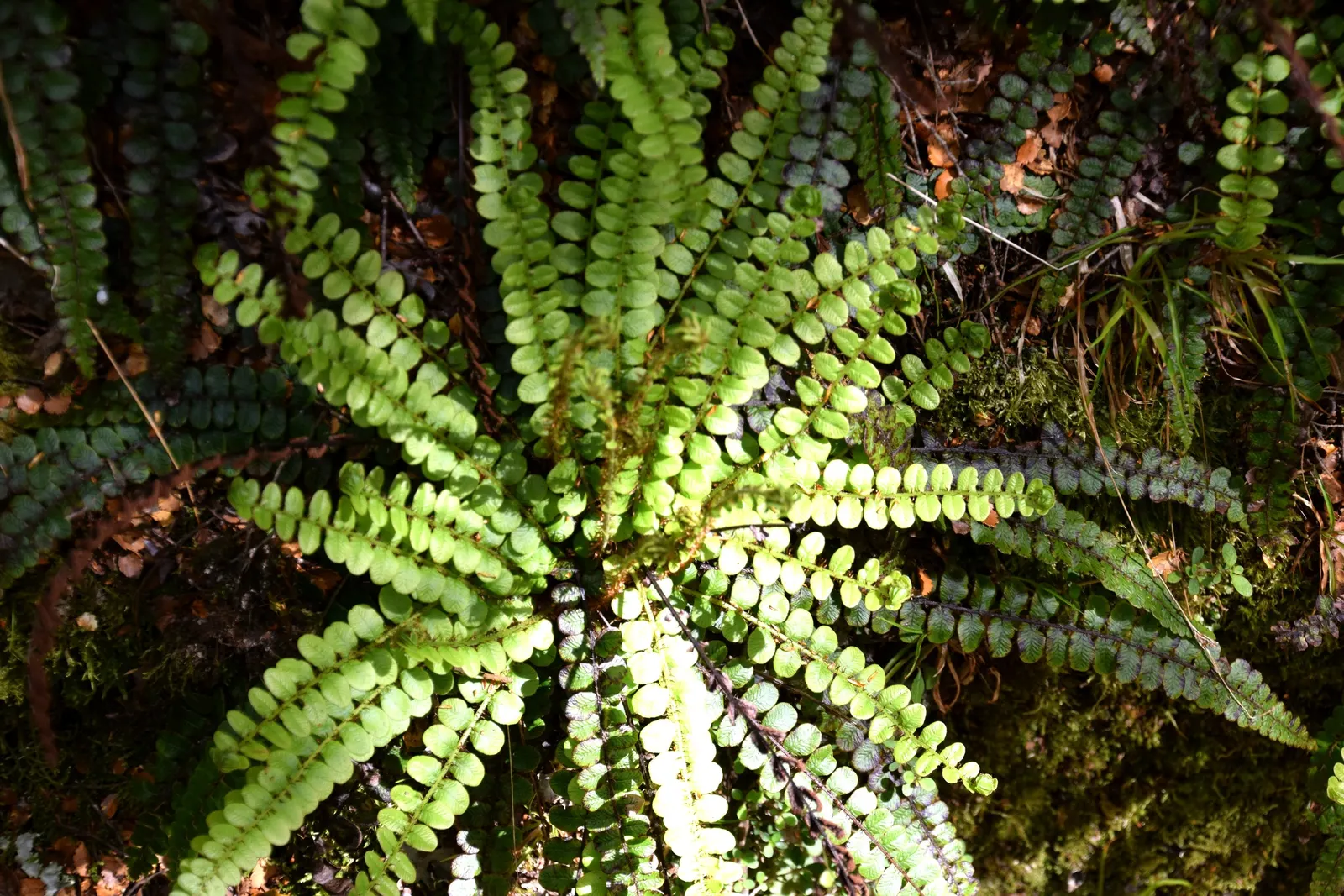 Alpine Water Fern (Blechnum Penna-Marina) — compact fern ideal for landscape designs that aim to incorporate elements of lush greenery and texture, image 38