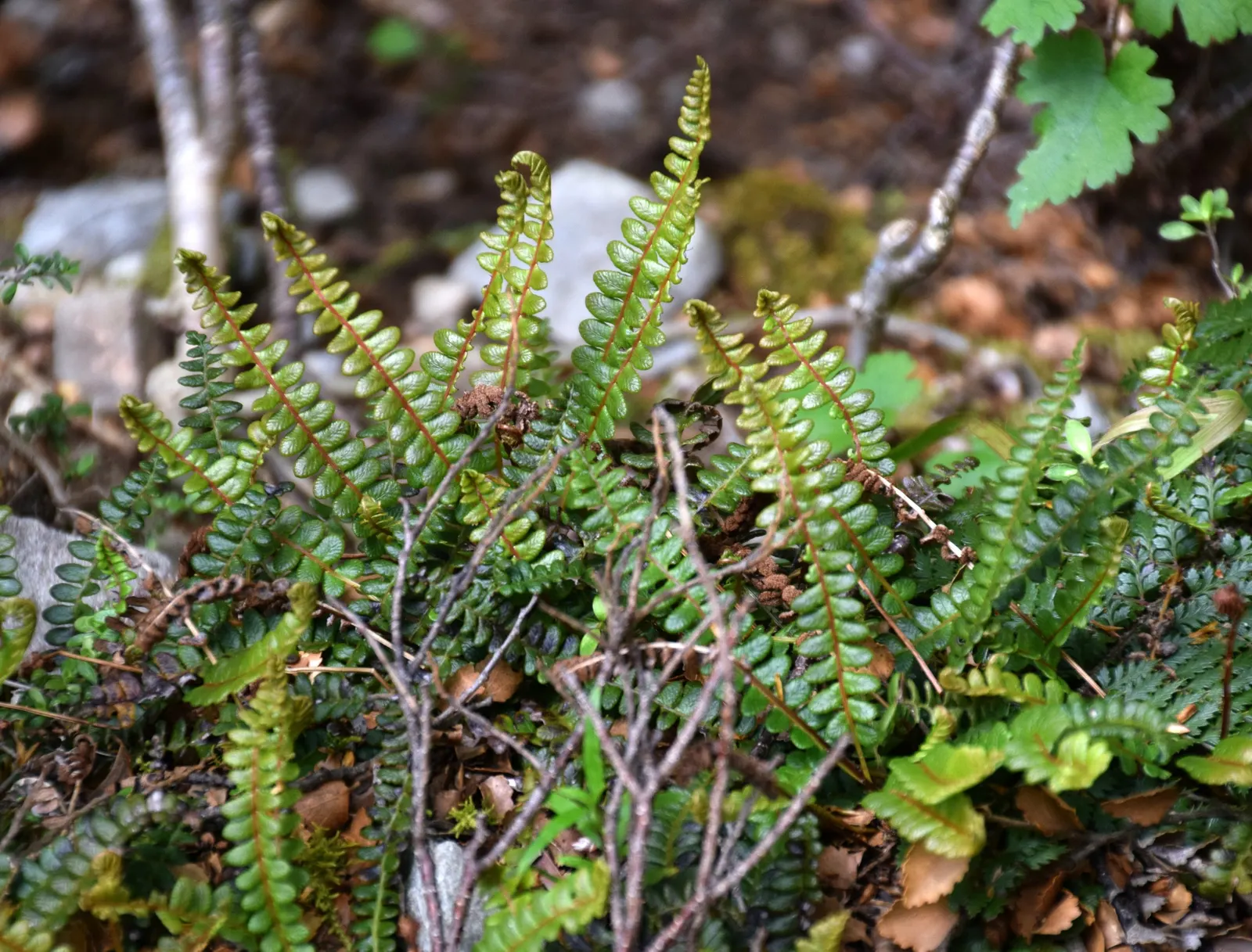 Alpine Water Fern (Blechnum Penna-Marina) — shade-intensive landscape design; compact fern ideal for landscape designs that aim to incorporate, image 47