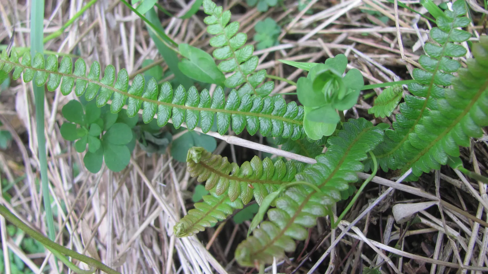 Alpine Water Fern (Blechnum Penna-Marina) — scientifically named Blechnum penna-marina; fern / ground cover for deep shade or half or shade