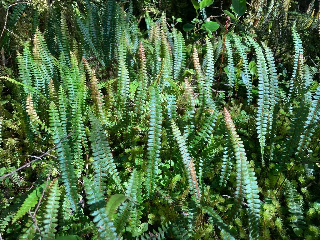Alpine Water Fern (Blechnum Penna-Marina) — making it a worry-free addition to any tranquil; shade-intensive landscape design, image 46
