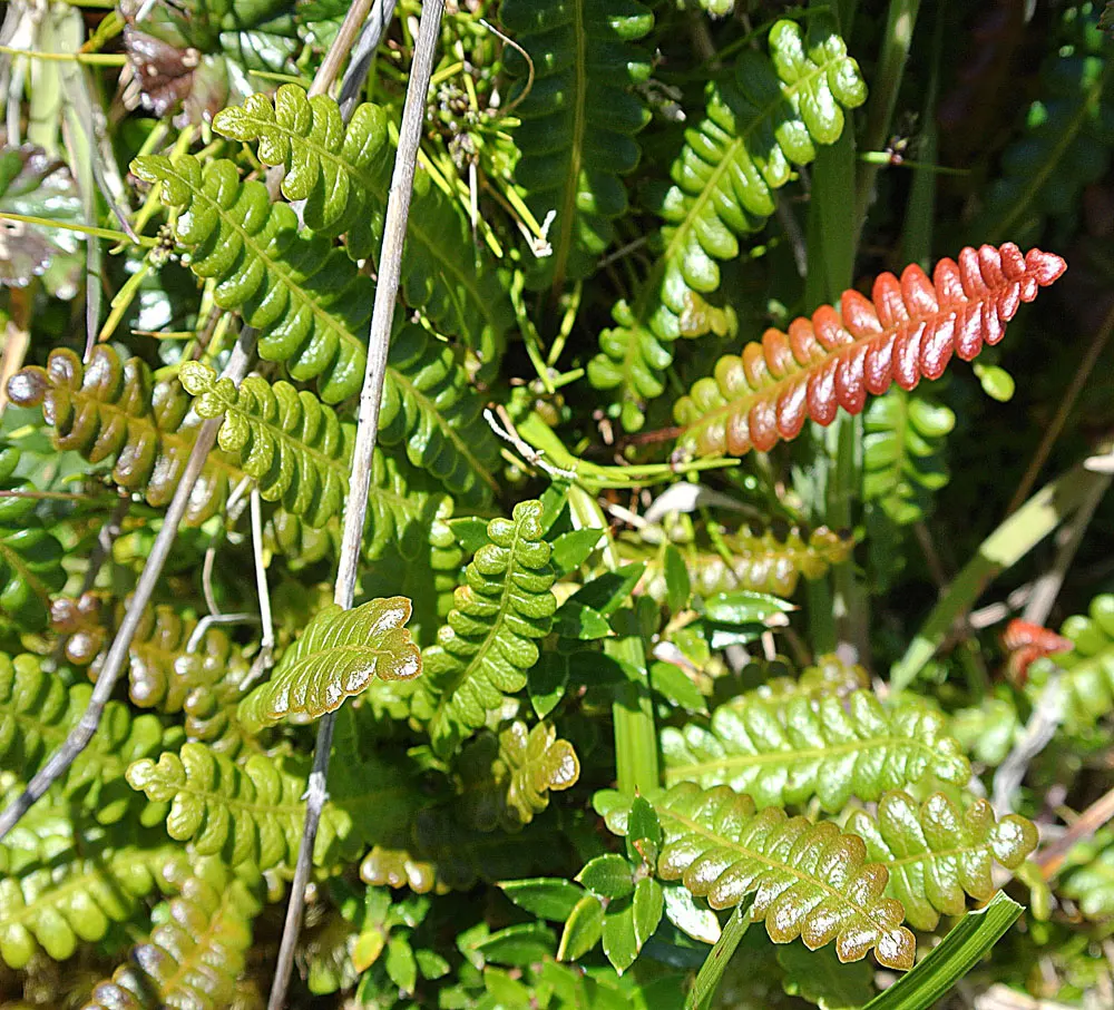 Alpine Water Fern (Blechnum Penna-Marina) — While it prefers partial to full shade, it is remarkably adaptable and can tolerate brief periods of sunlight