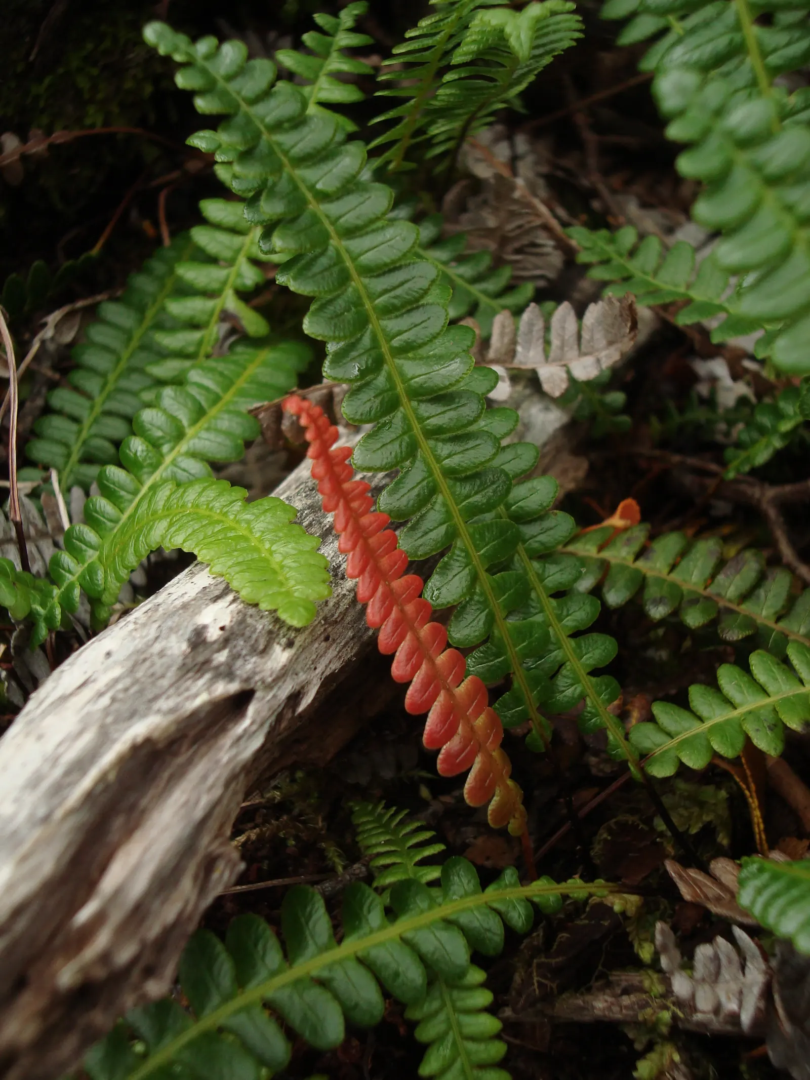 Alpine Water Fern (Blechnum Penna-Marina) — Its leathery, dark green fronds create a lush carpet, excellent for underplanting in woodland settings