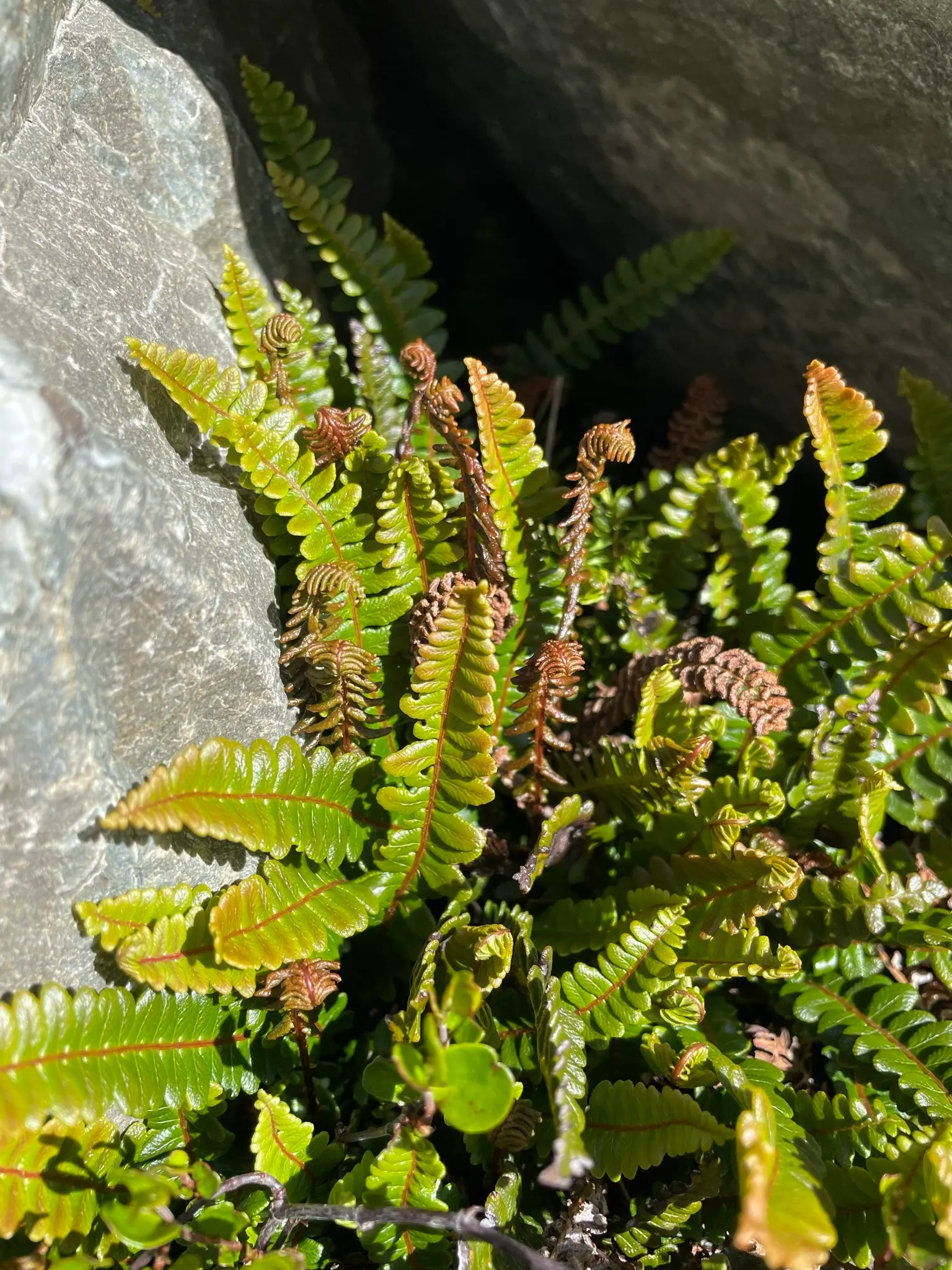 Alpine Water Fern (Blechnum Penna-Marina) — the Alpine Water Fern forms neat; scientifically named Blechnum penna-marina, image 40