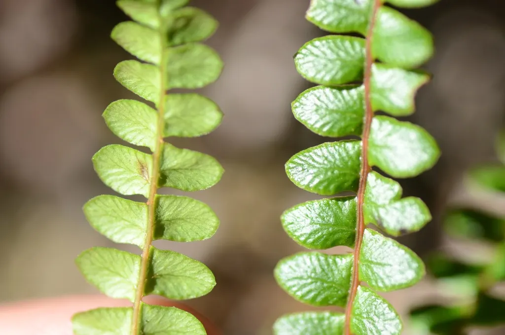 Alpine Water Fern (Blechnum Penna-Marina) — scientifically named Blechnum penna-marina; fern / ground cover for deep shade or half or shade, image 37