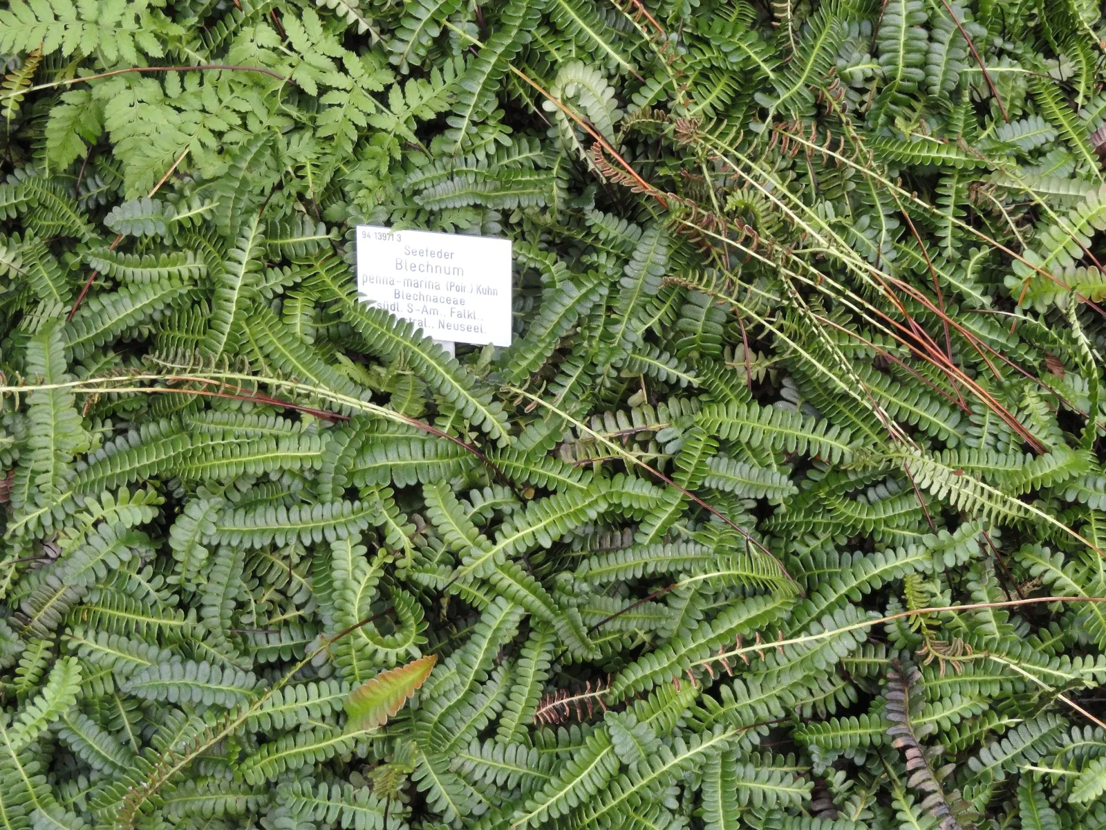 Alpine Water Fern (Blechnum Penna-Marina) — Ideal for zone 7-9, it thrives in partial to full shade with moist, well-drained soil; well-draining soil and a