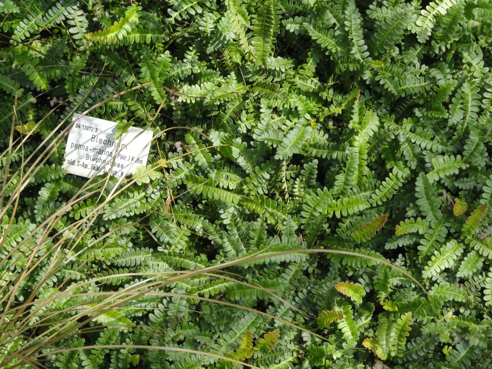 Alpine Water Fern (Blechnum Penna-Marina) — shade-intensive landscape design