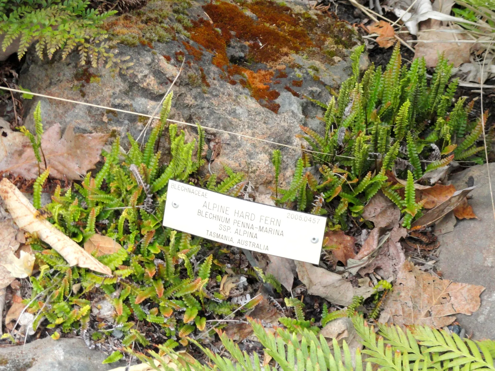 Alpine Water Fern (Blechnum Penna-Marina) — making it an excellent ground cover choice for shaded areas or woodland gardens; while it prefers partial to full