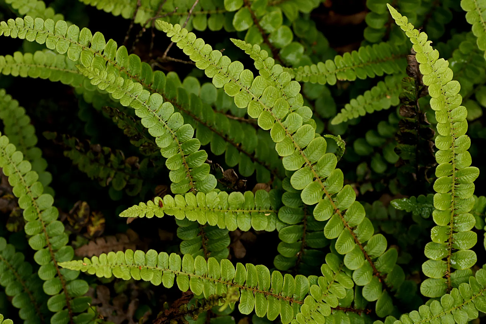 Alpine Water Fern (Blechnum Penna-Marina) — compact fern ideal for landscape designs that aim to incorporate elements of lush greenery and texture