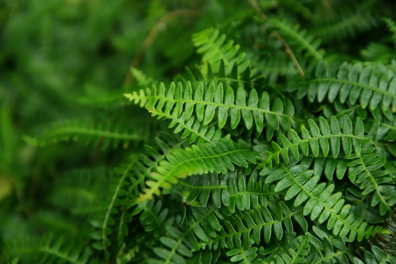Alpine Water Fern (Blechnum Penna-Marina) — making it a worry-free addition to any tranquil; shade-intensive landscape design
