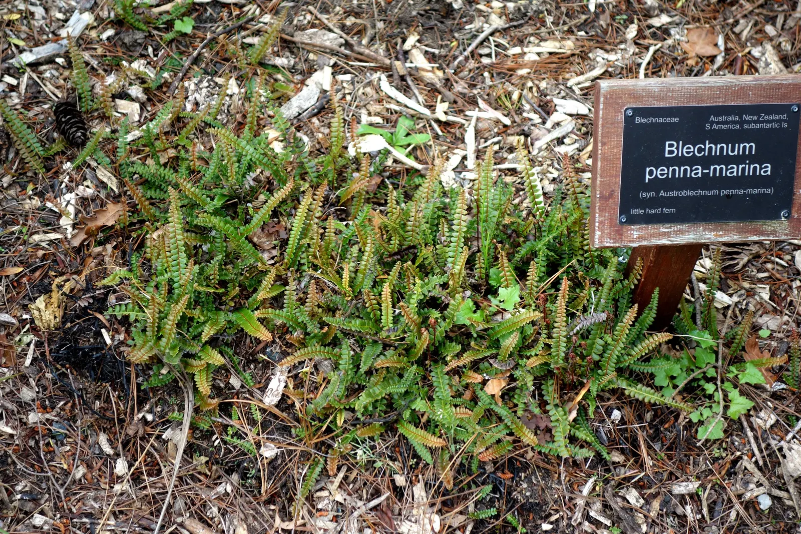 Alpine Water Fern (Blechnum Penna-Marina) — compact fern ideal for landscape designs that aim to incorporate elements of lush greenery and texture, image 54