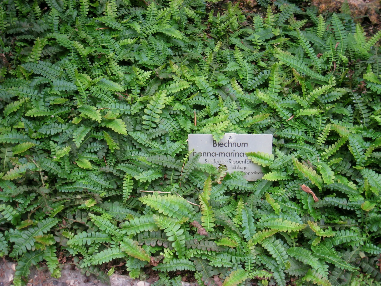 Alpine Water Fern (Blechnum Penna-Marina) — compact fern ideal for landscape designs that aim to incorporate elements of lush greenery and texture, image 22
