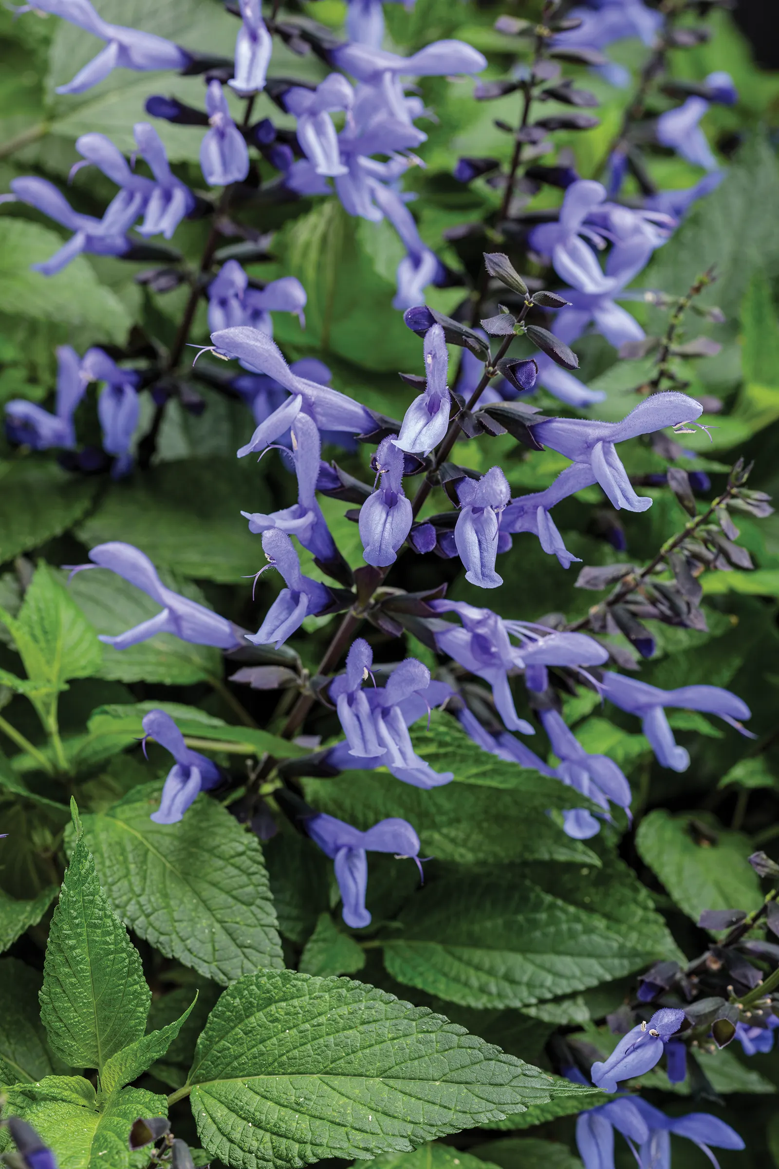 Blue Suede Shoes™ Salvia — it makes an excellent thriller; rising above trailing companions and softer fillers with a relaxed