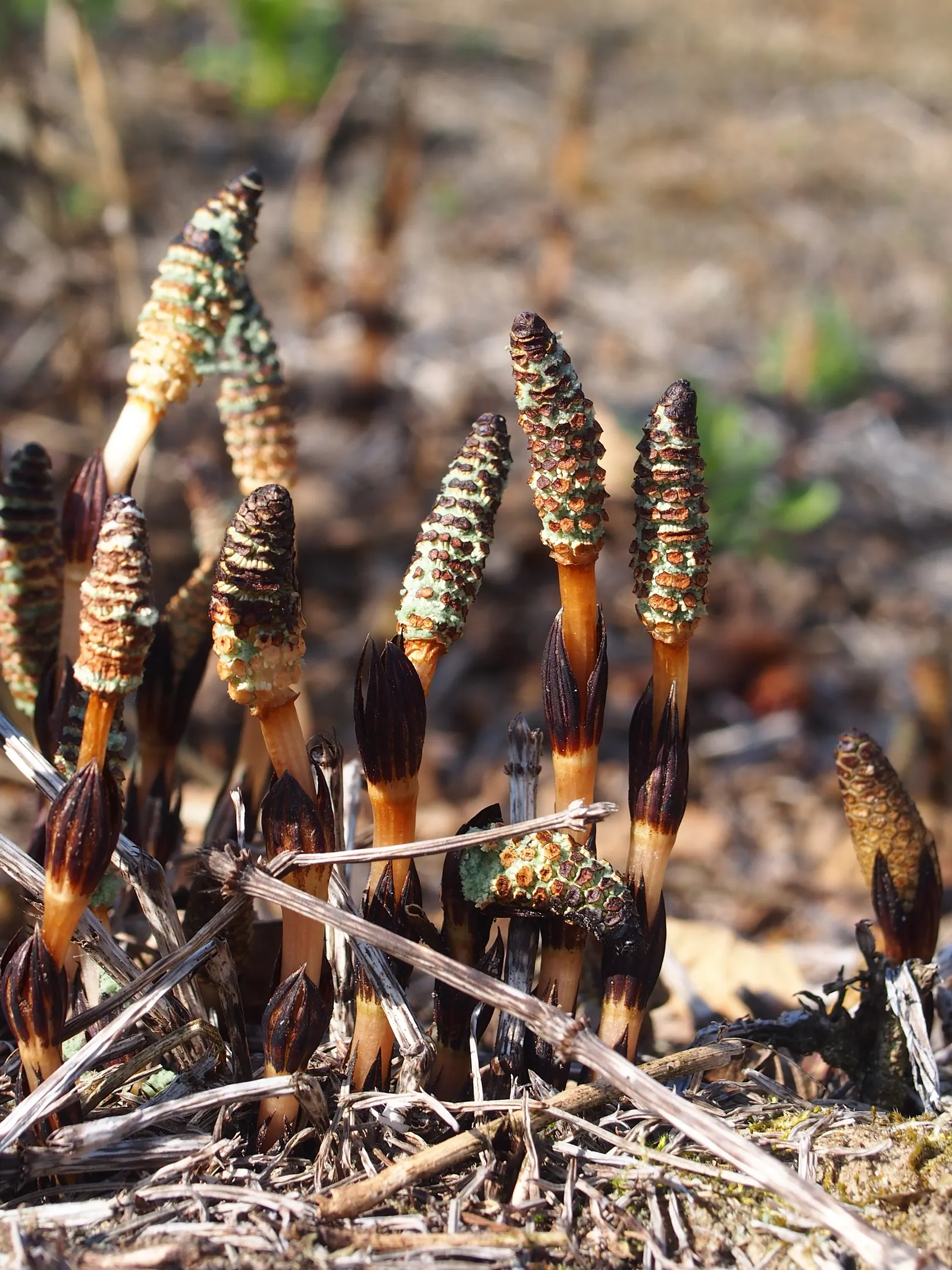 Horsetail (Equisetum Hyemale) — The plant thrives in moist; is a perennial fern ally that can inject structural elegance into any landscape design, image 101