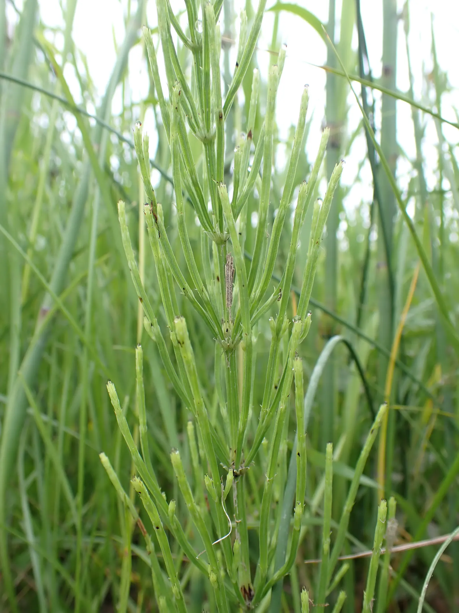 Horsetail (Equisetum Hyemale) — As a non-flowering plant, it provides year-round visual interest with very limited required intervention; making it, image 92