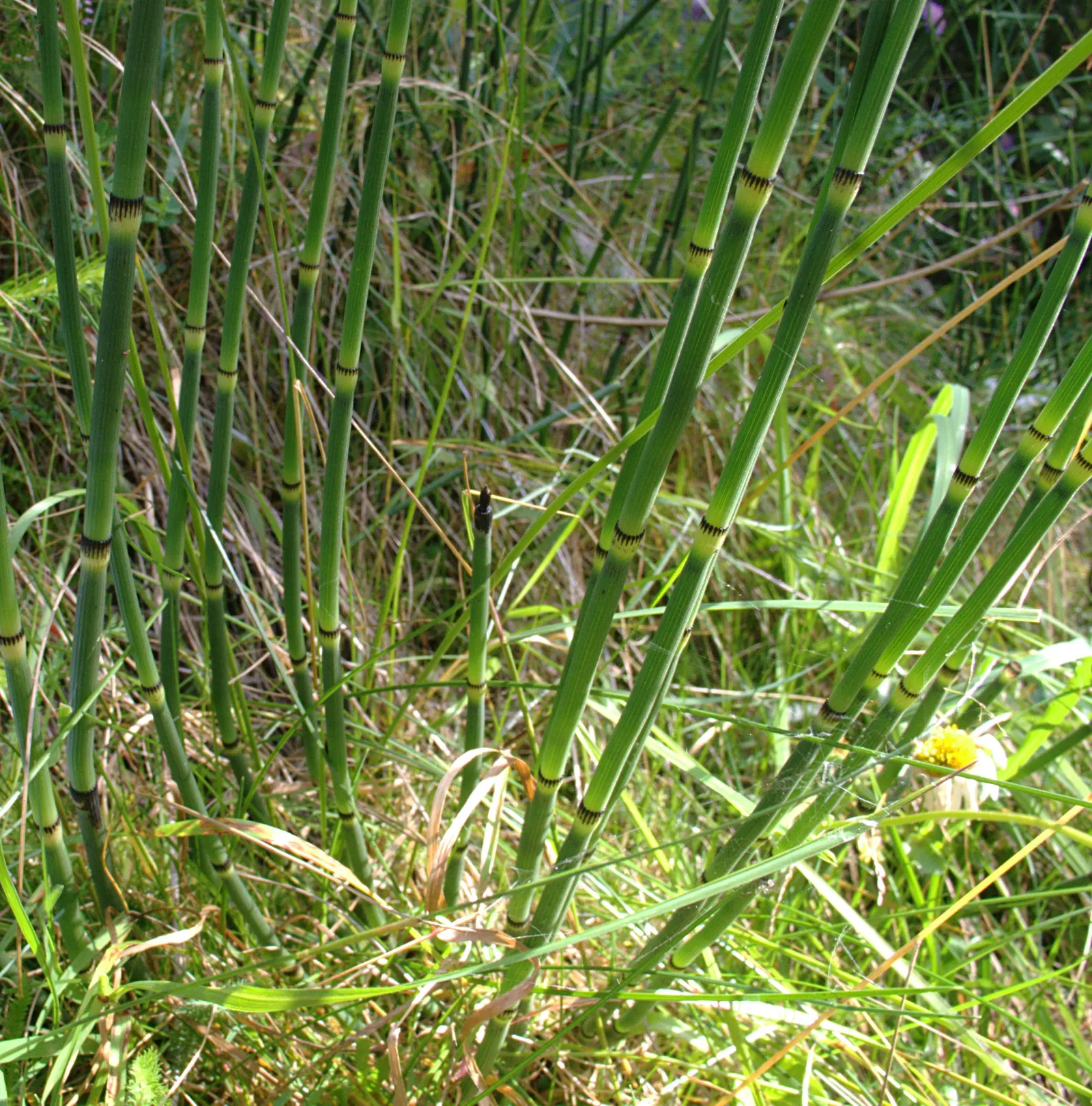 Horsetail (Equisetum Hyemale) — grass / perennial for half; with its striking vertical lines and textural qualities