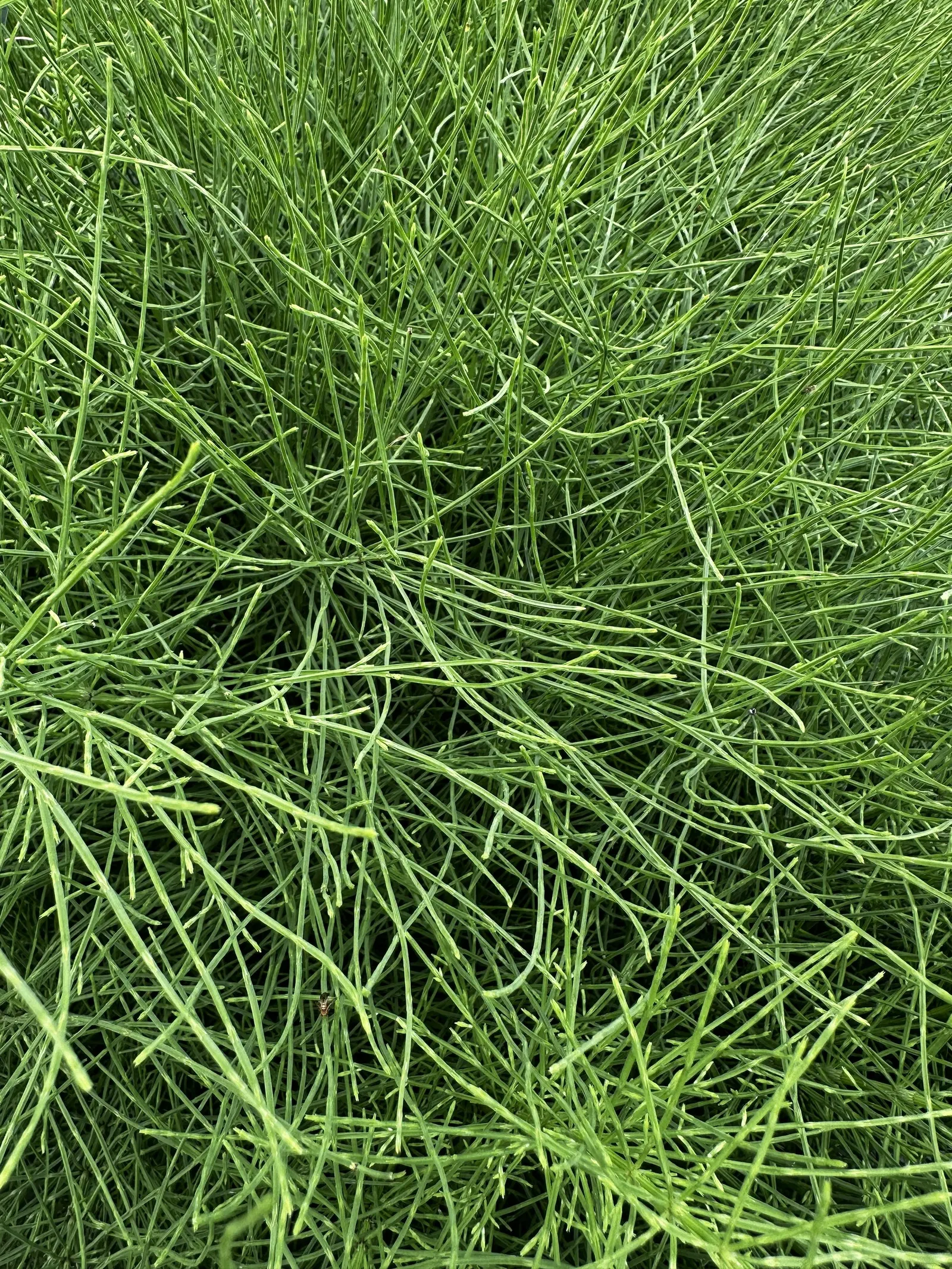 Horsetail (Equisetum Hyemale) — is a perennial fern ally that can inject structural elegance into any landscape design; the plant thrives in moist, image 104