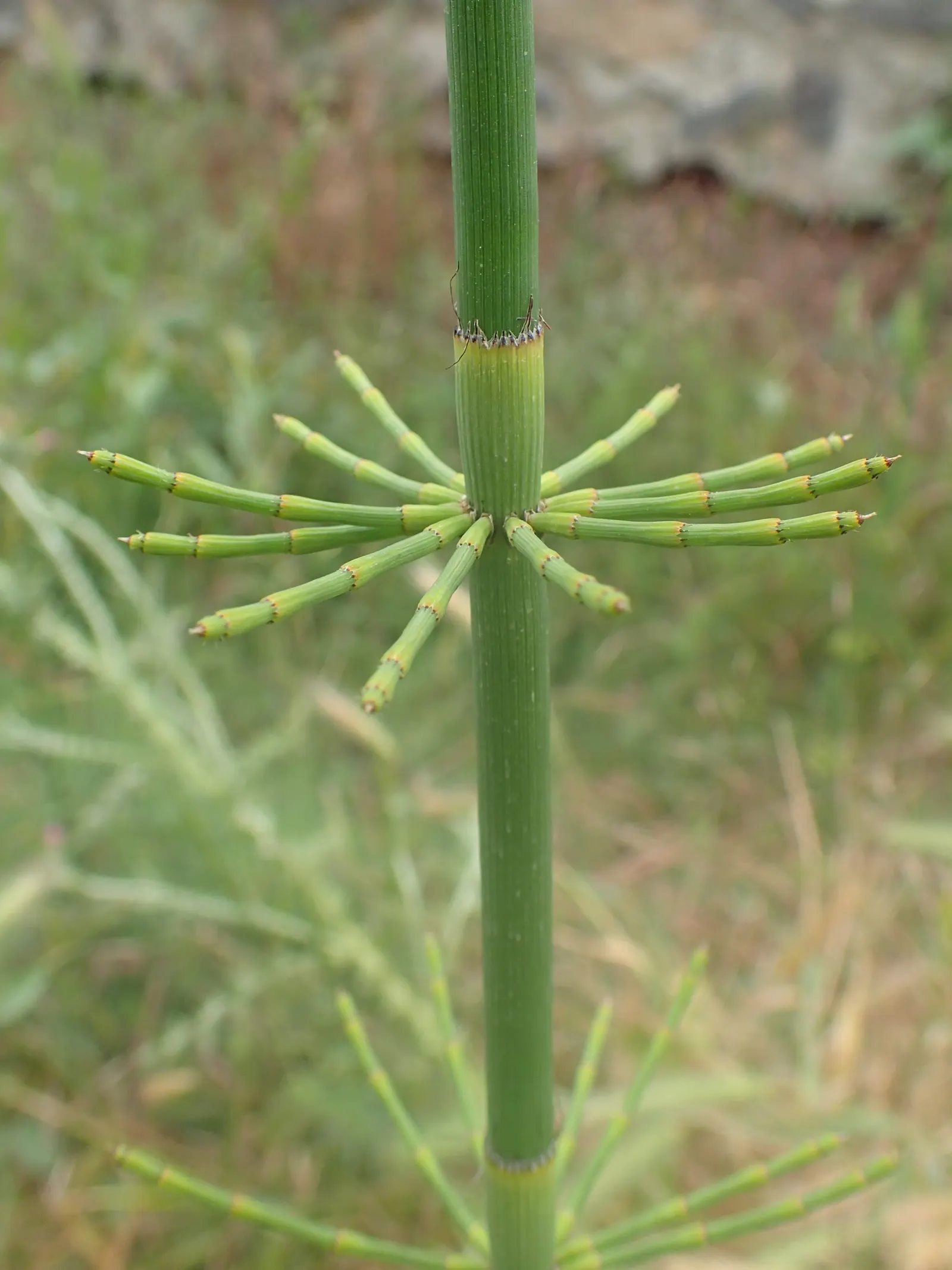Horsetail (Equisetum Hyemale) — Horsetail is a compelling choice for clients desiring a modern; commonly known as Horsetail or Scouring Rush