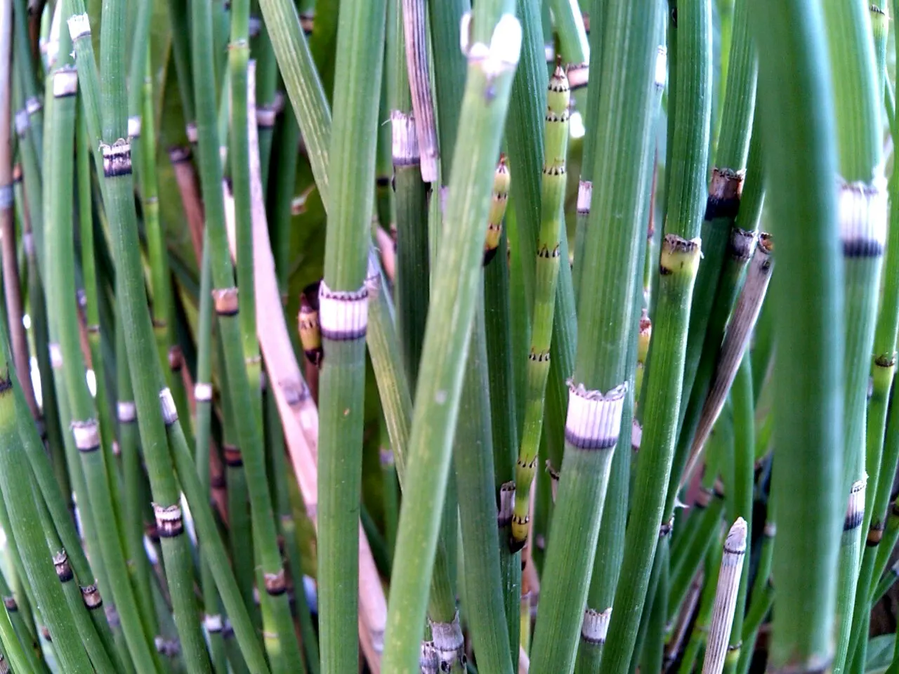 Horsetail (Equisetum Hyemale) — is a perennial fern ally characterized by its striking; whorled leaves that fuse into black-banded, image 50