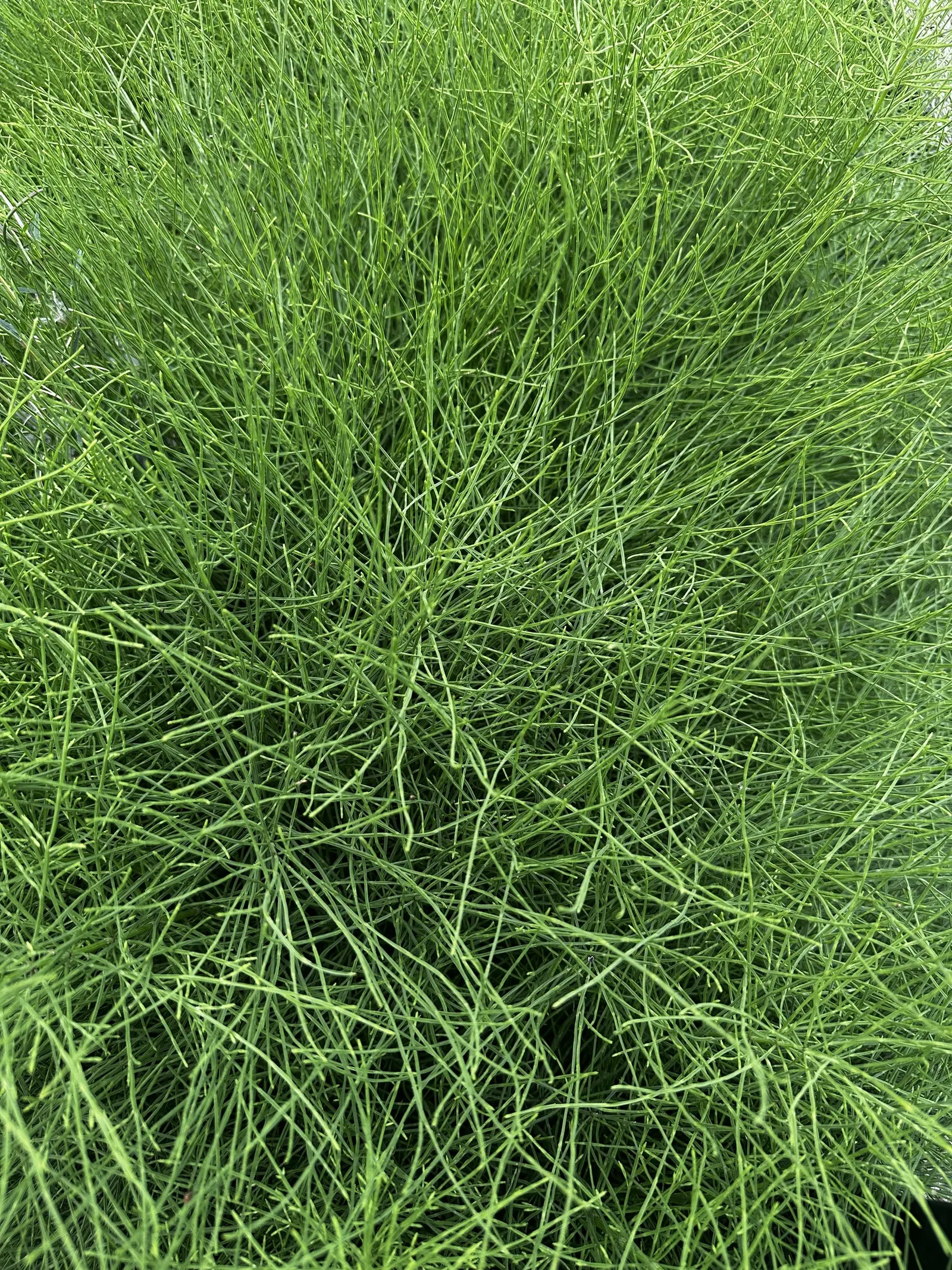 Horsetail (Equisetum Hyemale) — low-maintenance option for adding structure to water garden designs; preferring partial to full sun exposure, image 102