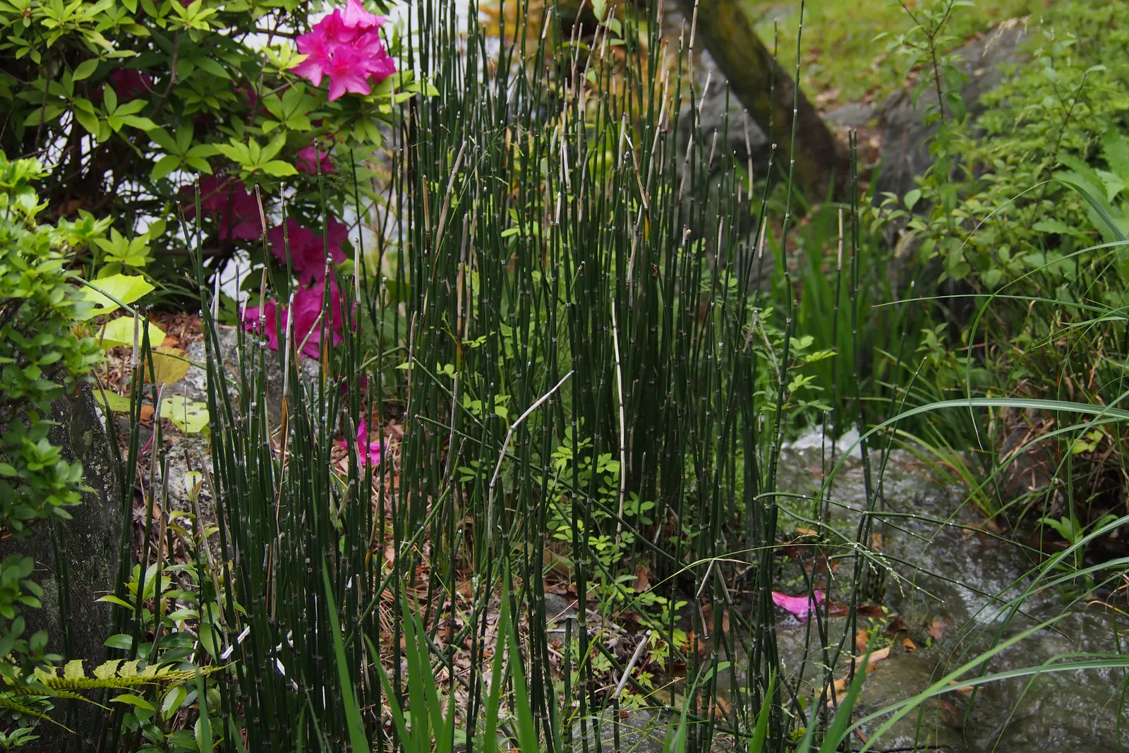 Horsetail (Equisetum Hyemale) — making it a perfect choice for water gardens; as a non-flowering plant, it provides year-round visual interest with very