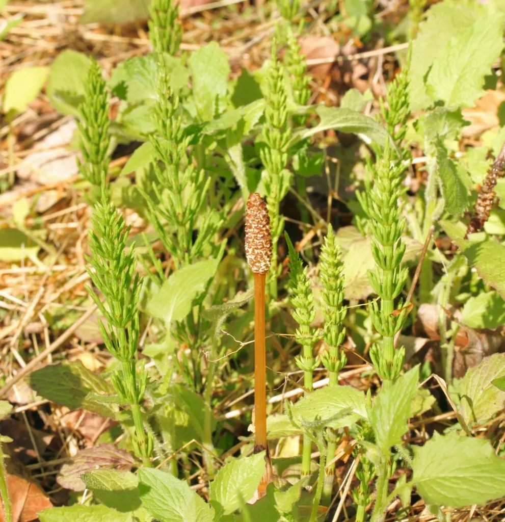 Horsetail (Equisetum Hyemale) — With its striking vertical lines and textural qualities; grass / perennial for half, image 117