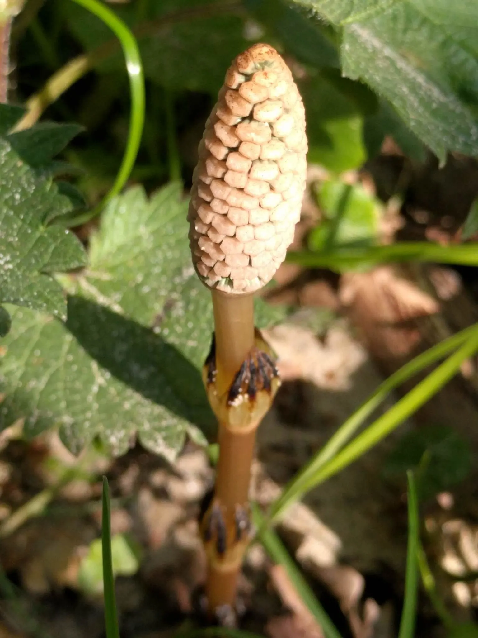 Horsetail (Equisetum Hyemale) — jointed stems are a deep green with a bamboo-like appearance; especially in drier conditions, image 106