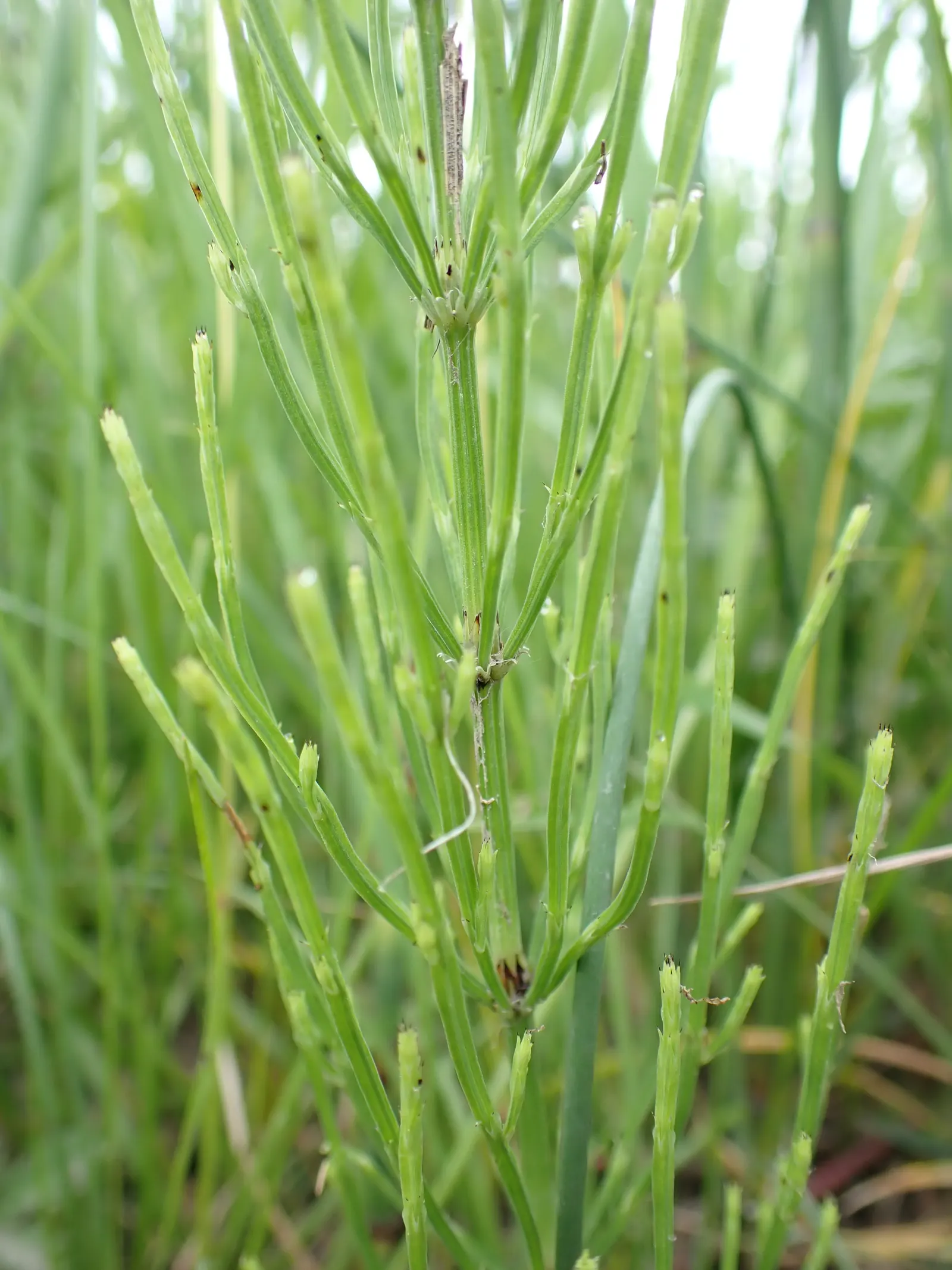 Horsetail (Equisetum Hyemale) — Horsetail is a compelling choice for clients desiring a modern; commonly known as Horsetail or Scouring Rush, image 94