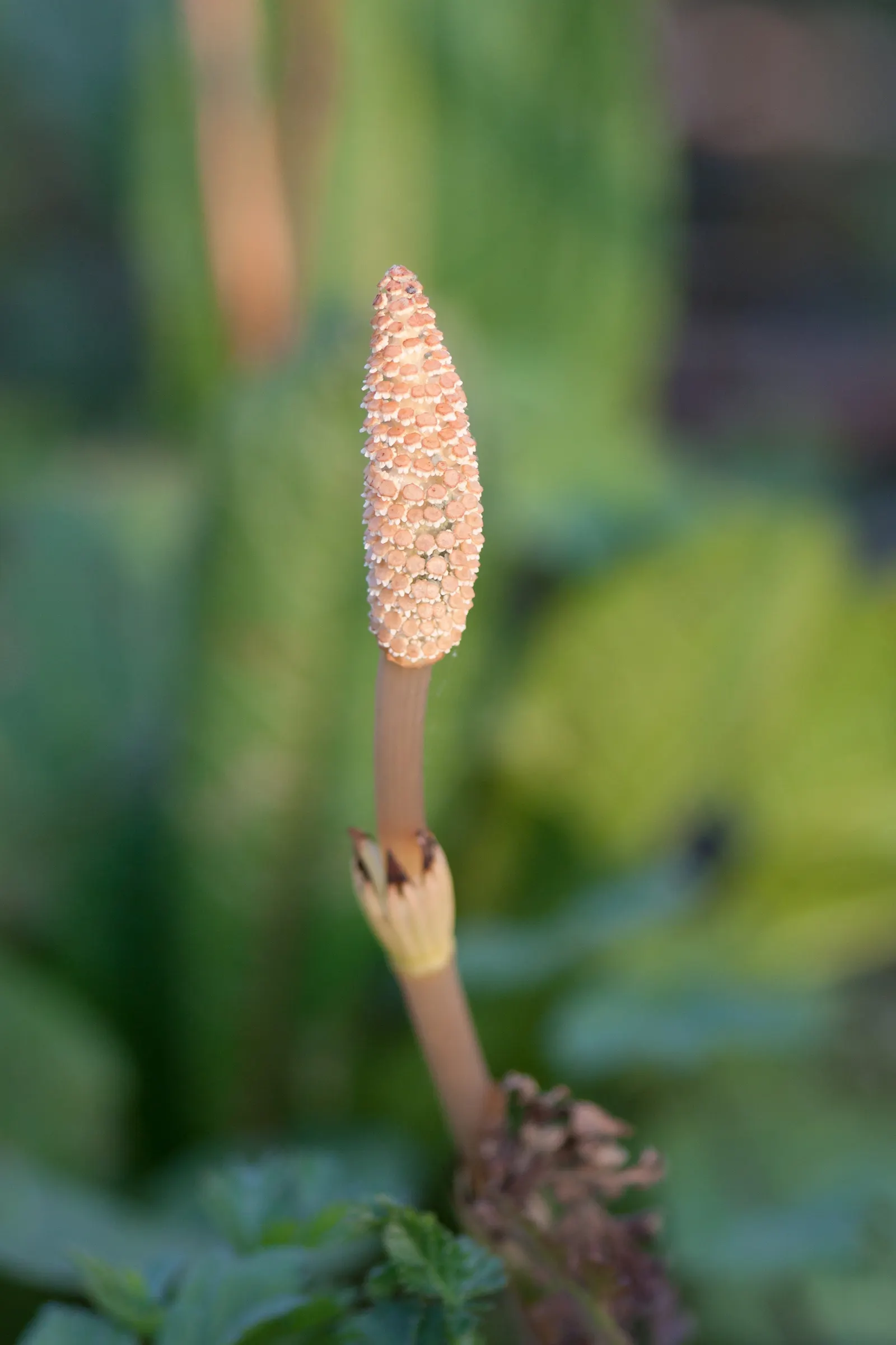 Horsetail (Equisetum Hyemale) — architectural element in their garden space; equisetum hyemale thrives in USDA hardiness zones 4 through 9, image 95