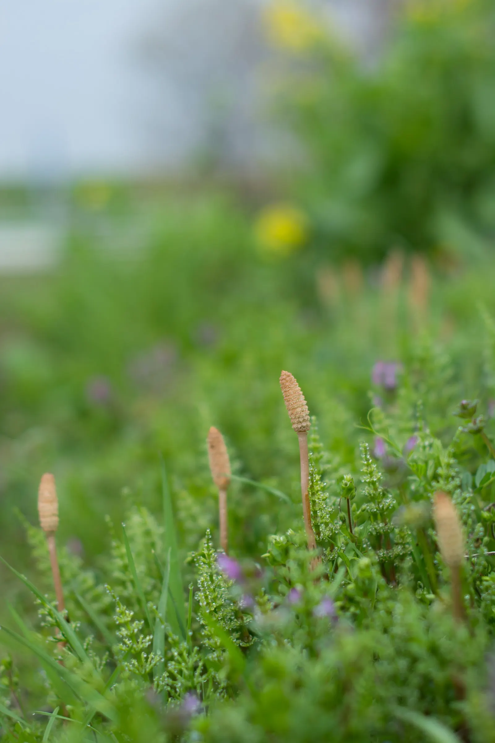 Horsetail (Equisetum Hyemale) — also known as Scouring Rush; noted for its verticality, this reed-like plant boasts dark green, bamboo-like, image 97