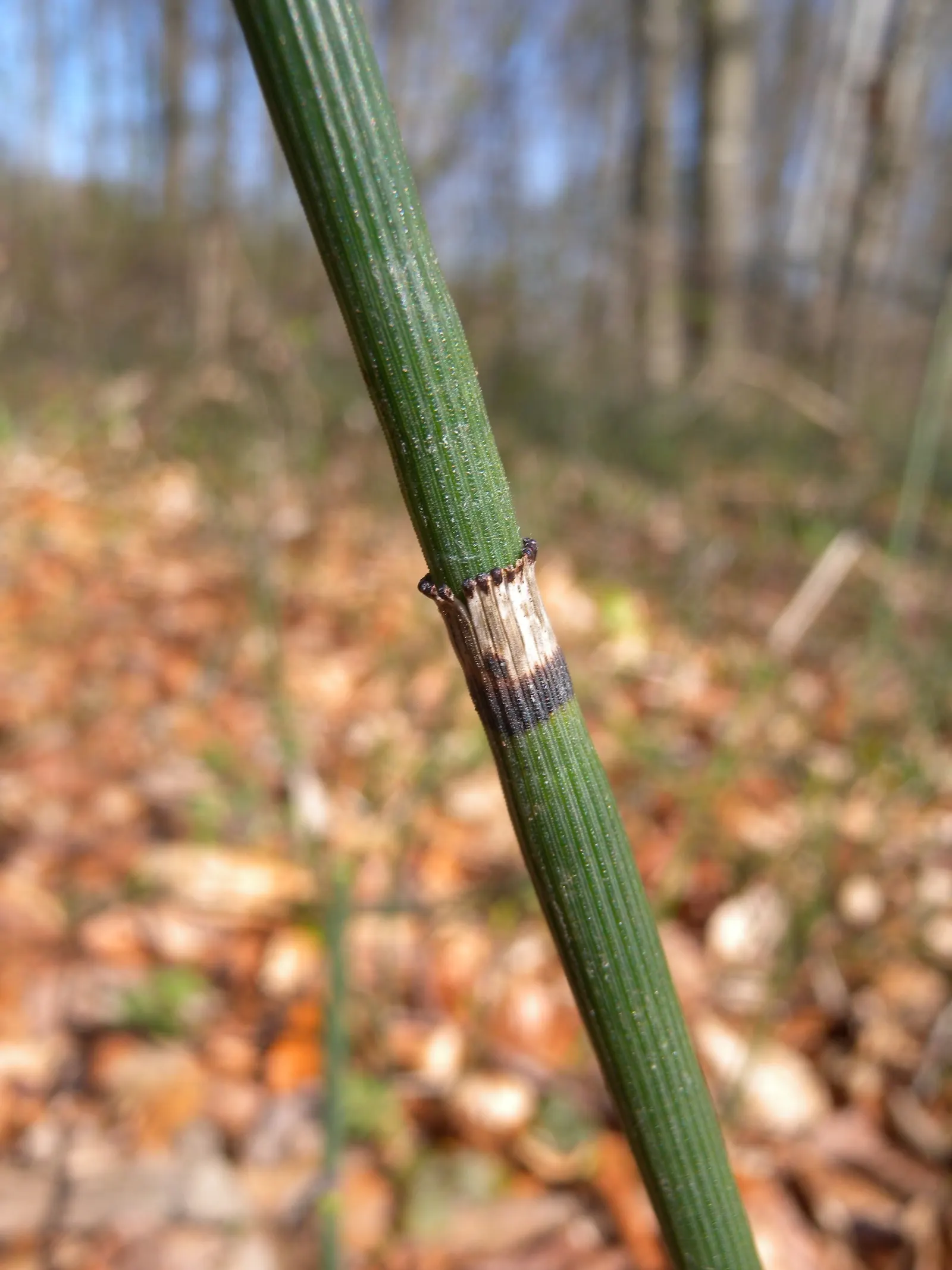 Horsetail (Equisetum Hyemale) — or even rain gardens where other plants may struggle; it stands about 2 to 4 feet tall (24-48 inches) with a 1/2 inch diameter