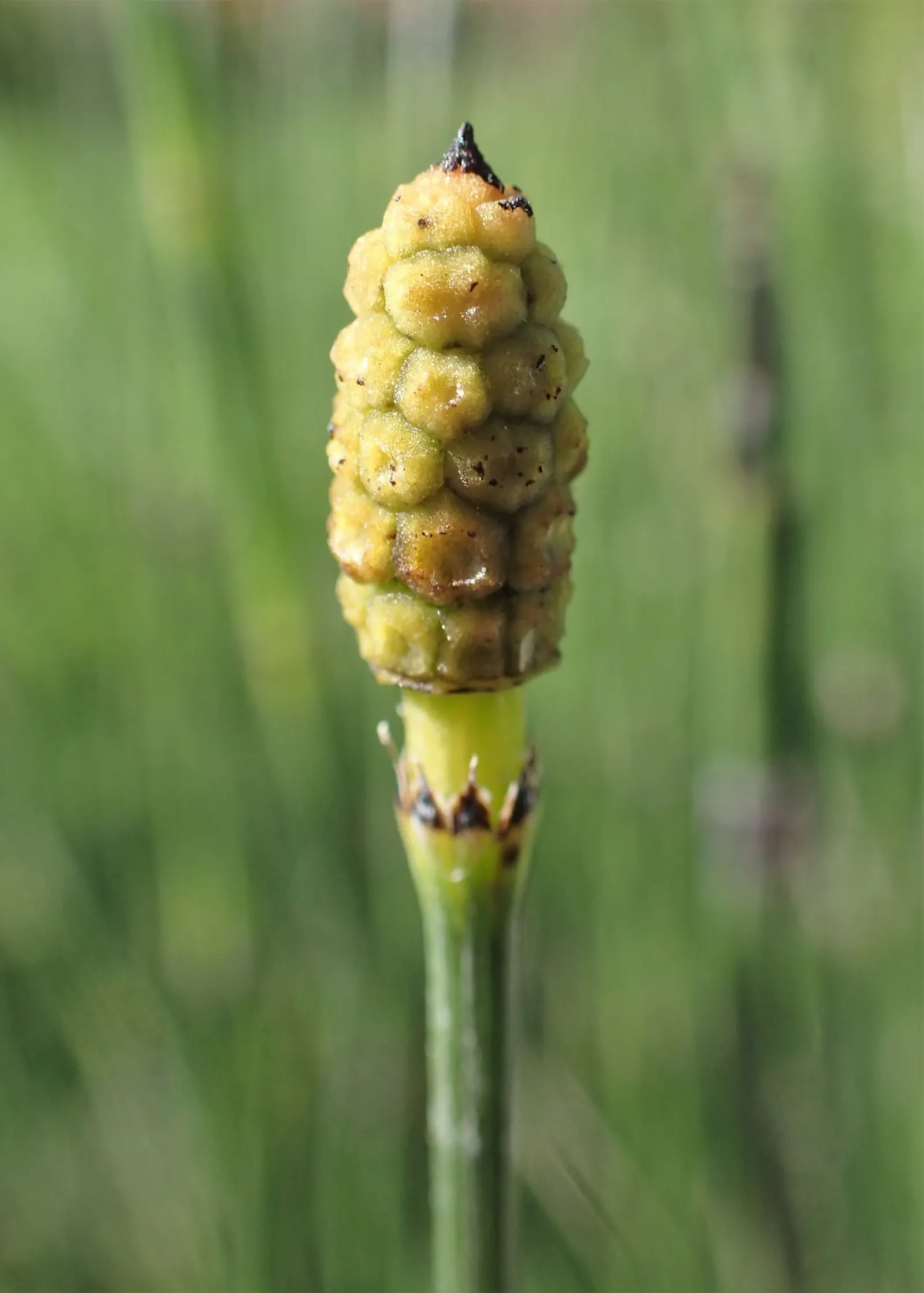 Horsetail (Equisetum Hyemale) — Renowned for its hardiness and distinctive aesthetic; horsetail produces cone-like structures (strobili) at the stem tips