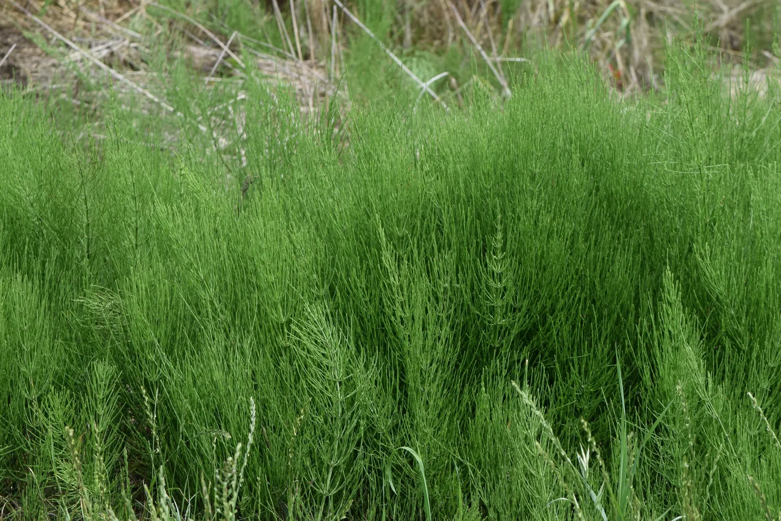 Horsetail (Equisetum Hyemale) — Horsetail is a compelling choice for clients desiring a modern; commonly known as Horsetail or Scouring Rush, image 118