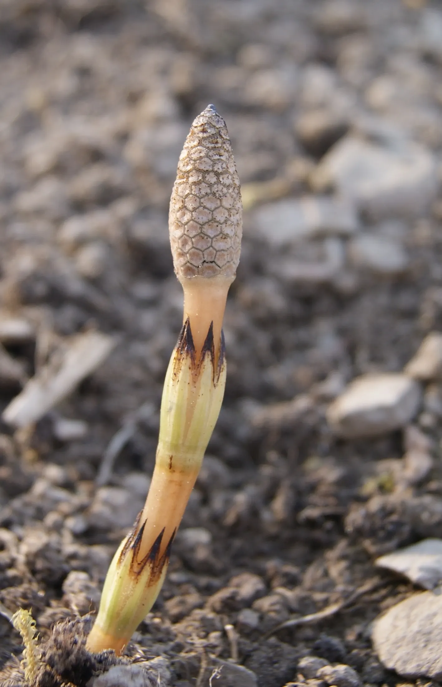 Horsetail (Equisetum Hyemale) — low-maintenance option for adding structure to water garden designs; preferring partial to full sun exposure, image 126