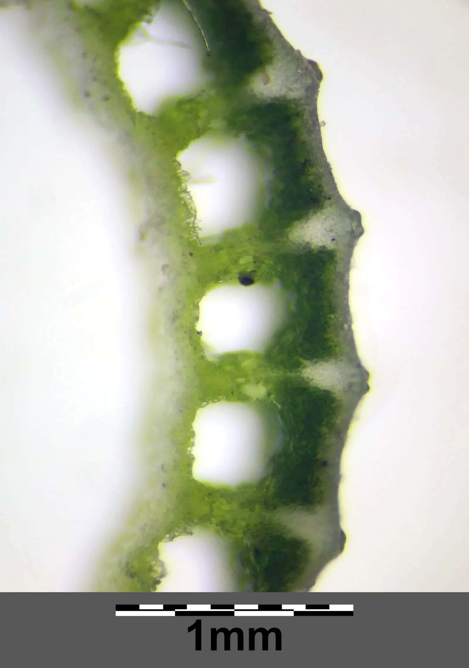 Horsetail (Equisetum Hyemale) — preferring partial to full sun exposure; low-maintenance option for adding structure to water garden designs