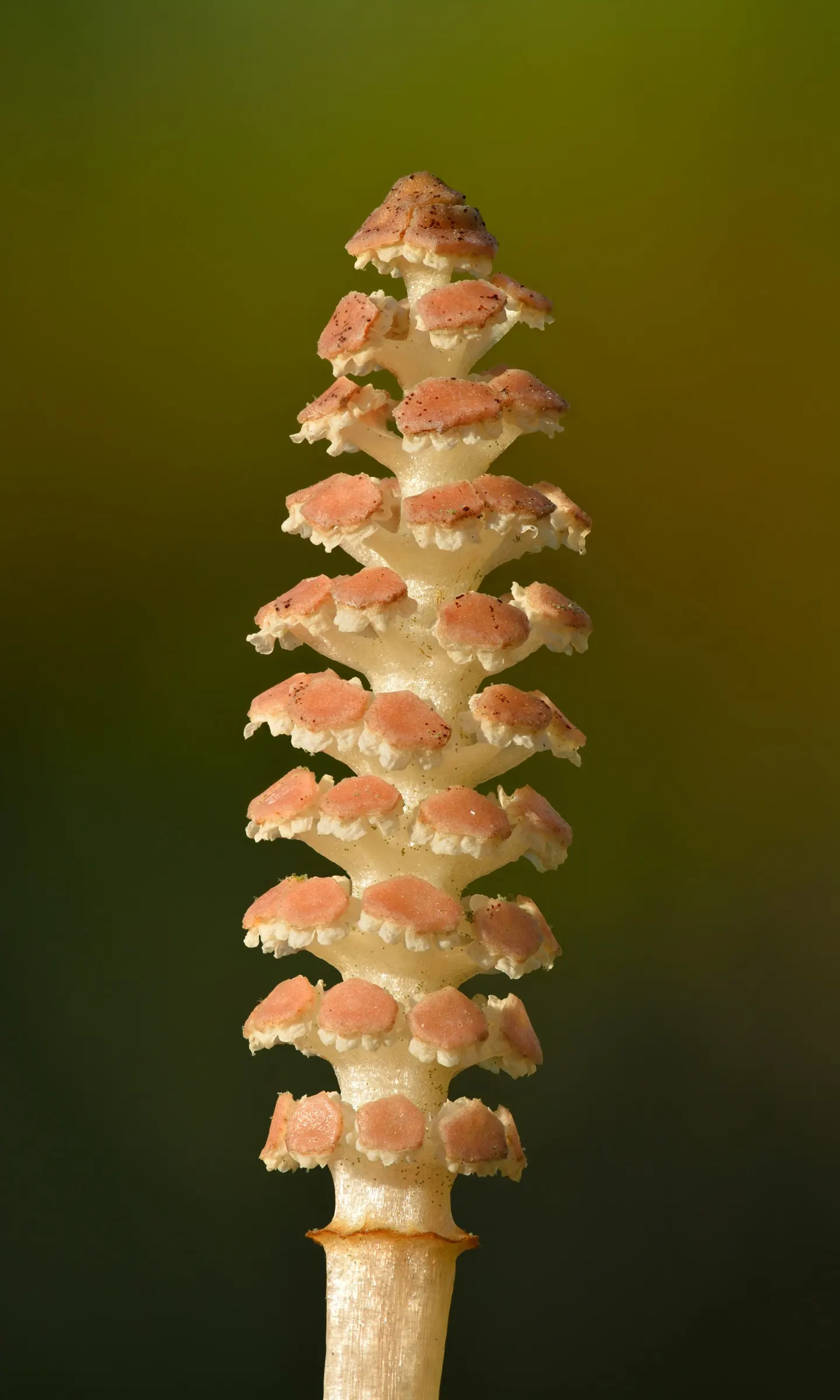 Horsetail (Equisetum Hyemale) — The plant thrives in moist; is a perennial fern ally that can inject structural elegance into any landscape design, image 125