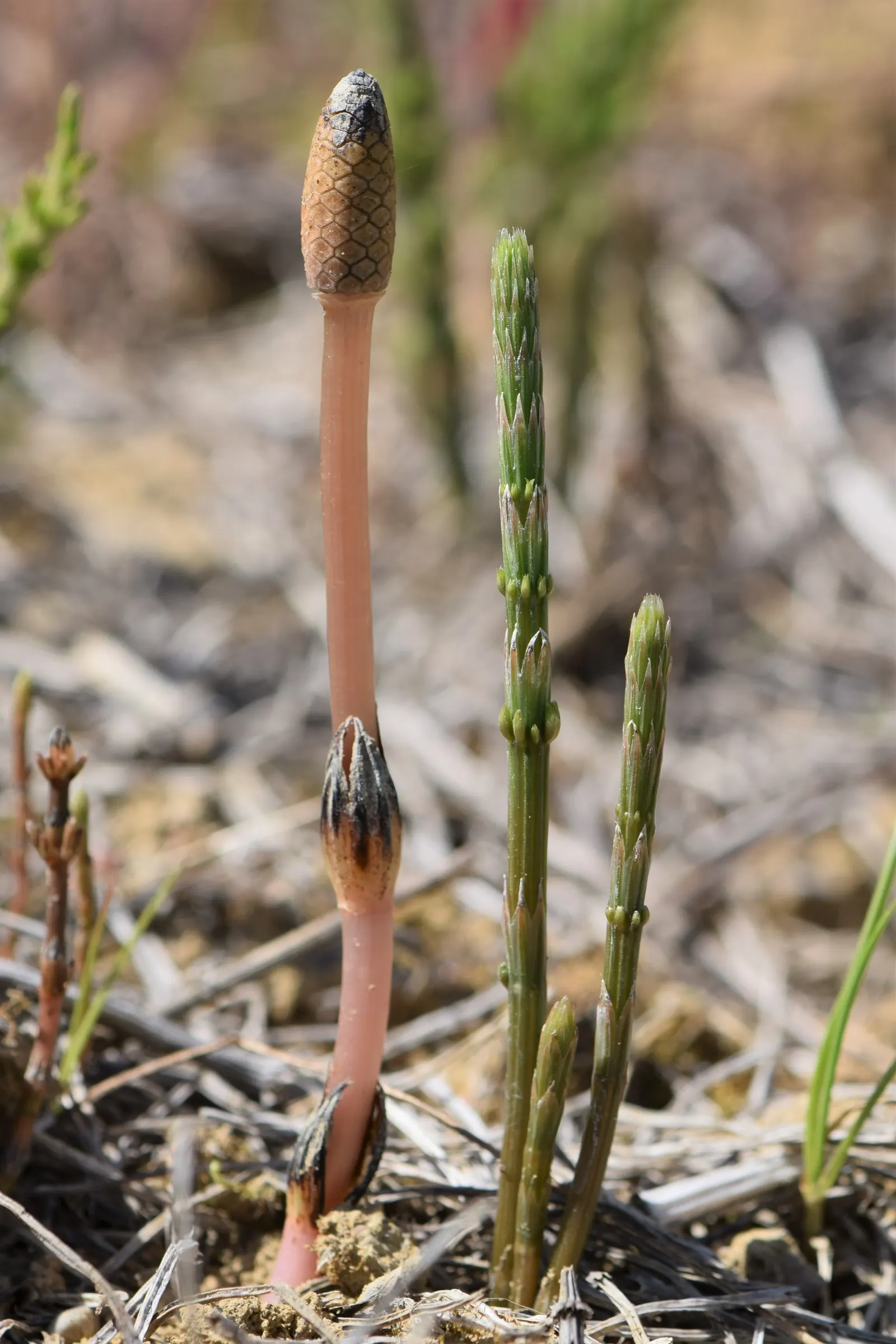 Horsetail (Equisetum Hyemale) — It stands about 2 to 4 feet tall (24-48 inches) with a 1/2 inch diameter; or even rain gardens where other plants, image 123