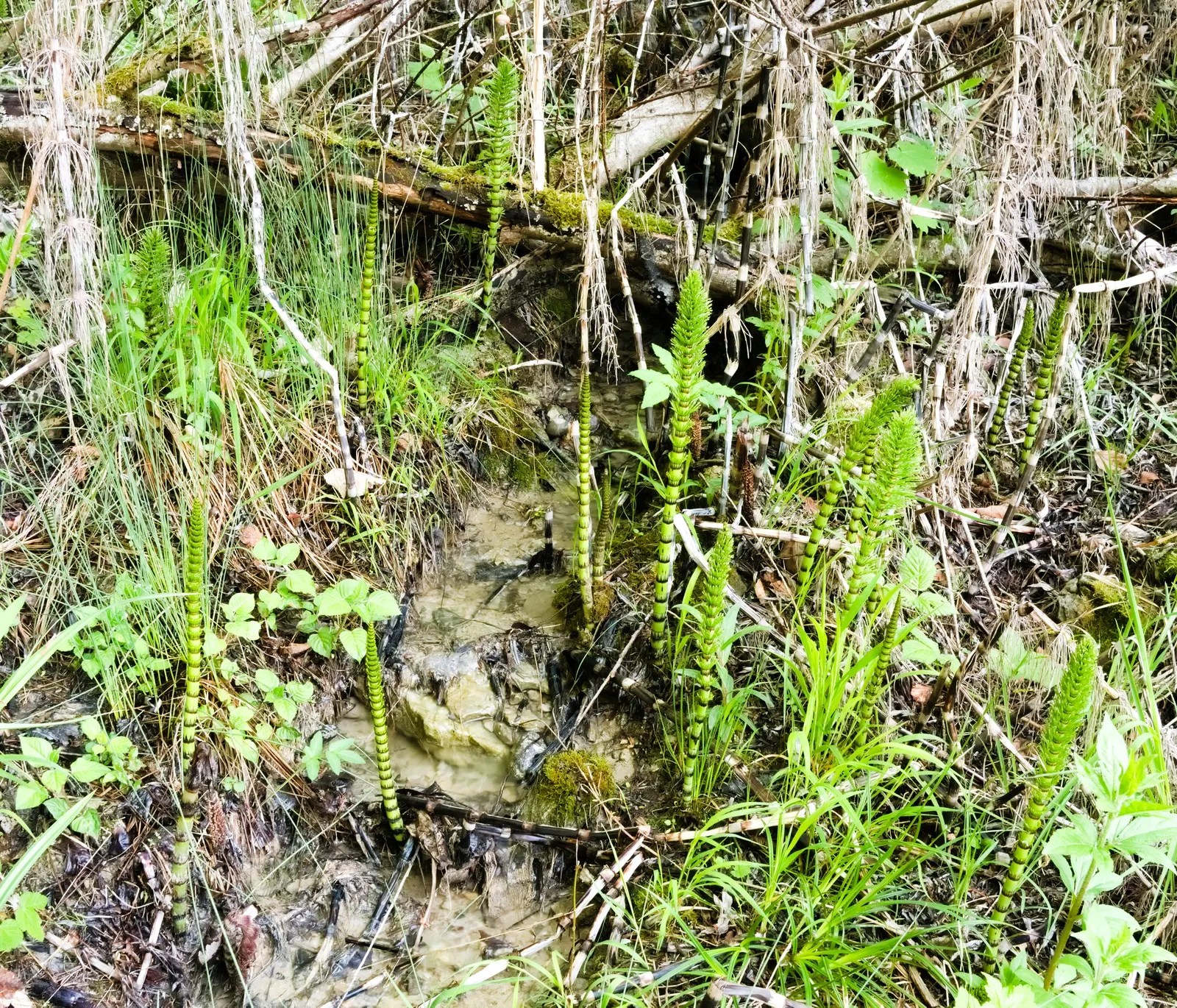 Horsetail (Equisetum Hyemale) — or even rain gardens where other plants may struggle; it stands about 2 to 4 feet tall (24-48 inches) with a 1/2, image 90