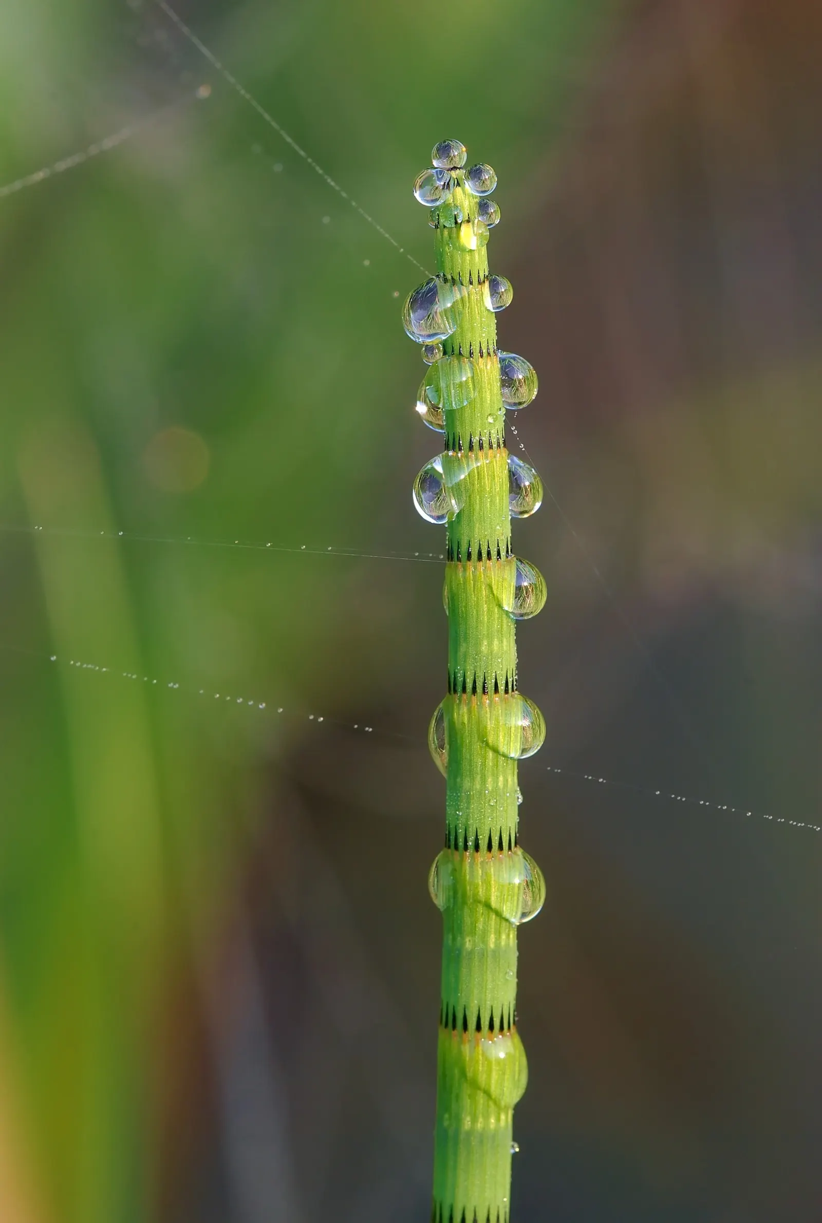 Horsetail (Equisetum Hyemale) — Noted for its verticality, this reed-like plant boasts dark green, bamboo-like segments and rough texture; also, image 124