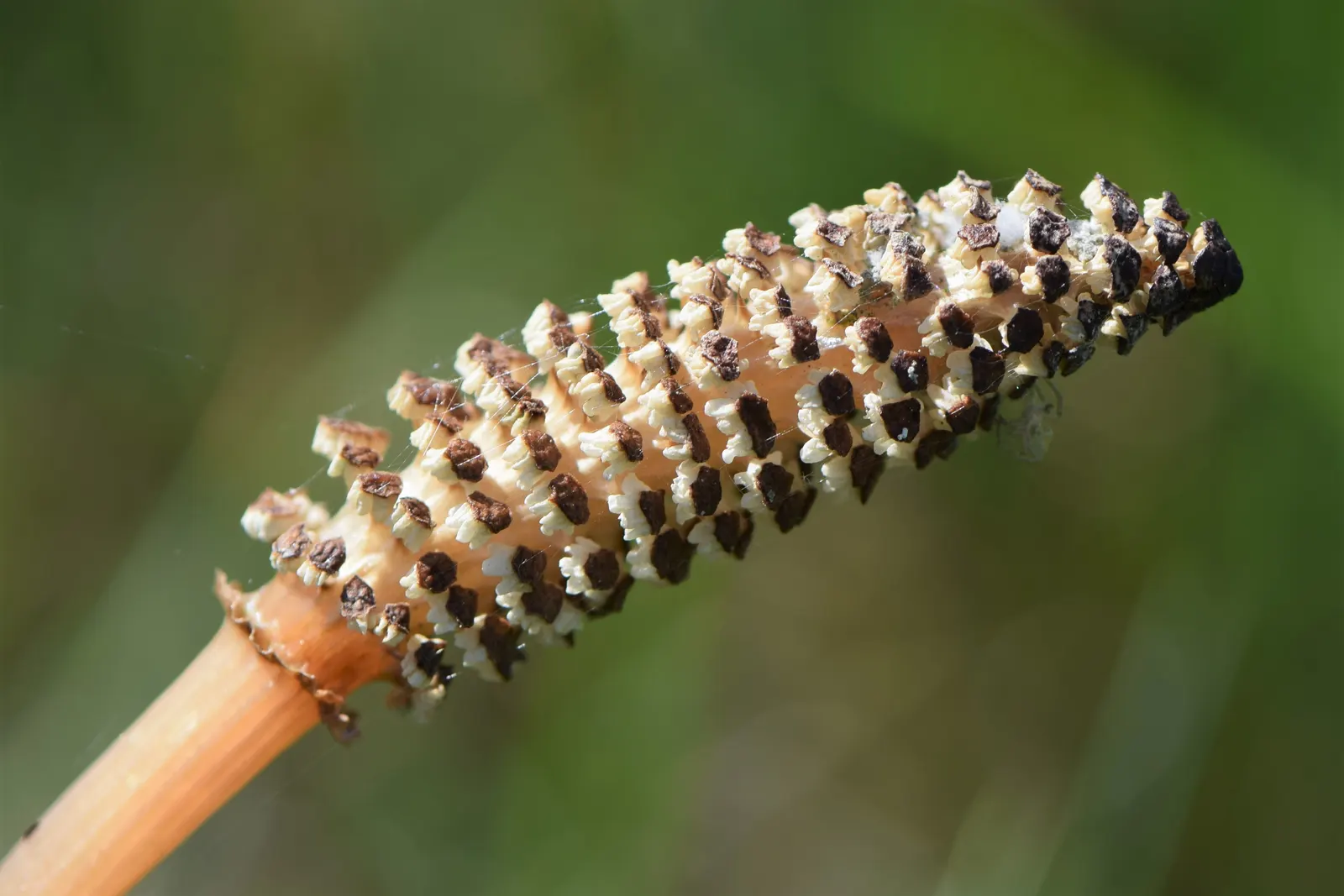 Horsetail (Equisetum Hyemale) — architectural element in their garden space; equisetum hyemale thrives in USDA hardiness zones 4 through 9, image 119