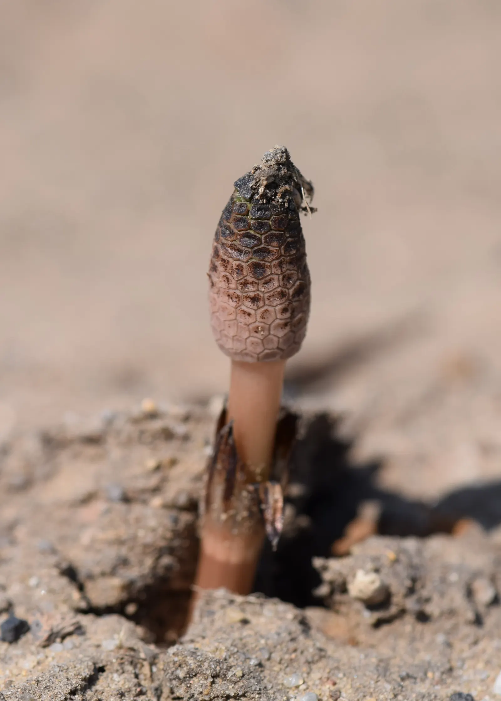 Horsetail (Equisetum Hyemale) — As a non-flowering plant, it provides year-round visual interest with very limited required intervention; making it, image 116