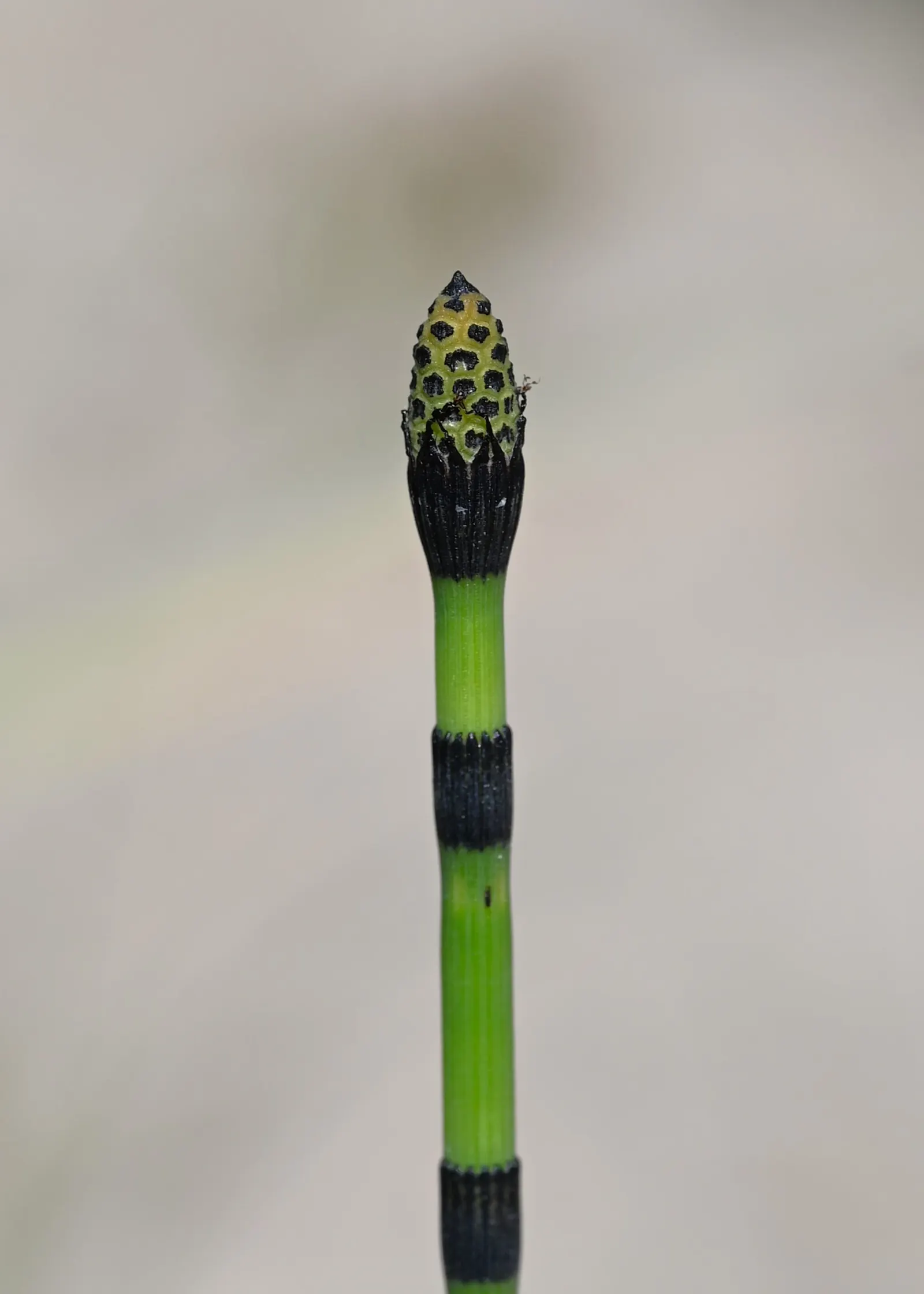 Horsetail (Equisetum Hyemale) — It stands about 2 to 4 feet tall (24-48 inches) with a 1/2 inch diameter; or even rain gardens where other plants, image 51