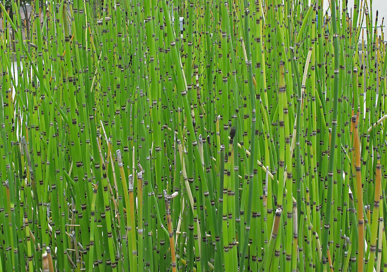 Horsetail (Equisetum Hyemale) — especially in drier conditions; jointed stems are a deep green with a bamboo-like appearance