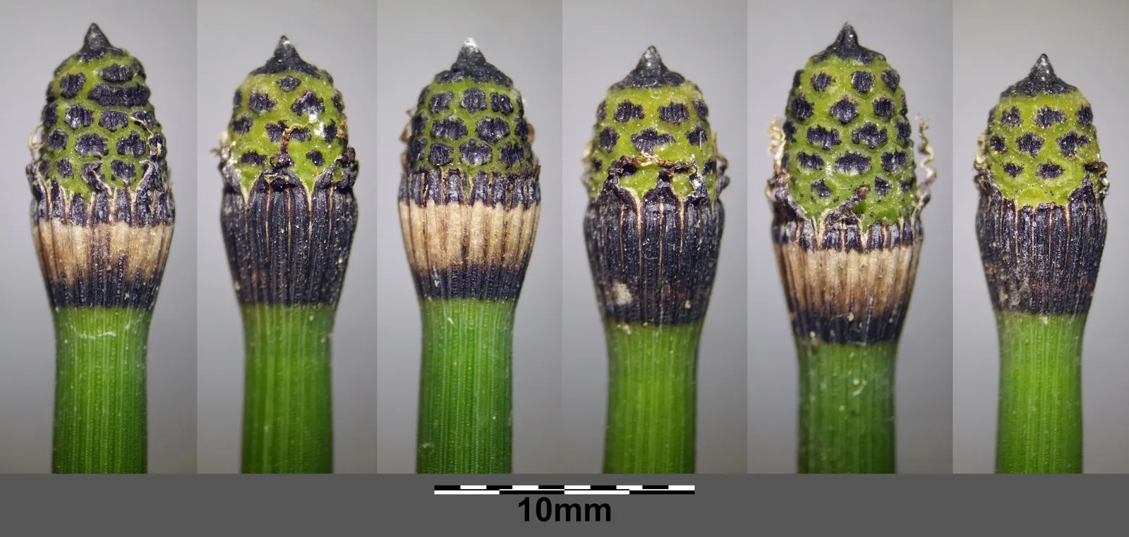 Horsetail (Equisetum Hyemale) — jointed stems are a deep green with a bamboo-like appearance; especially in drier conditions